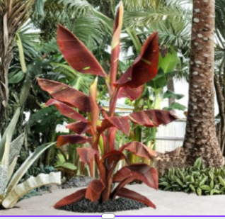 Siam Ruby Variegated Ornamental Banana Plant – Live Rooted Musa ‘Siam Ruby’ for Tropical Garden or Container