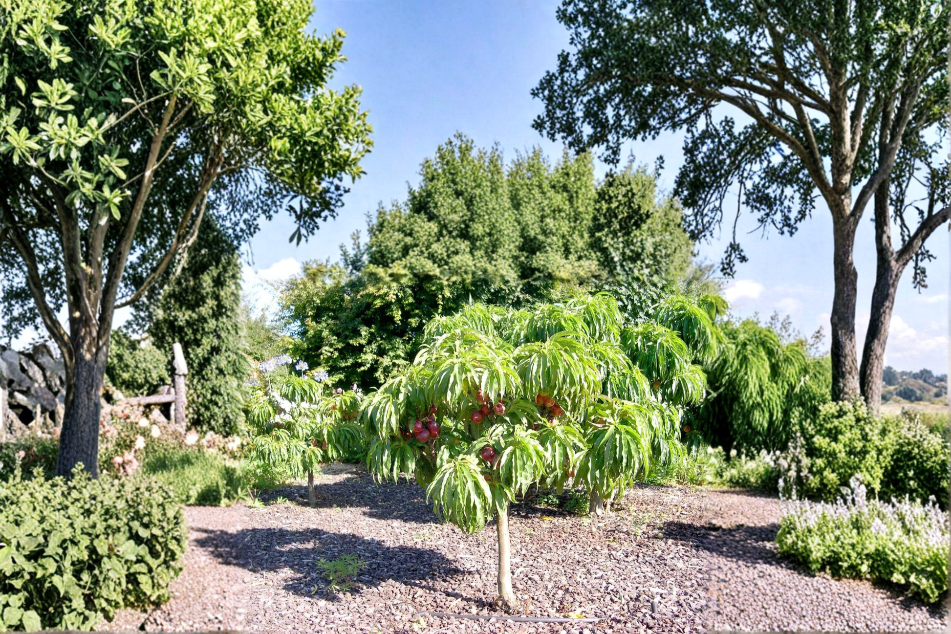 Desert Delight Nectarine Tree 4-6 Ft Live Fruit Tree for Garden Orchard, Smooth-Skinned Nectarines, Full Sun, USDA Zones 7-10