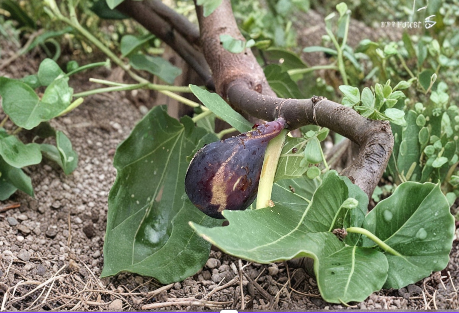 Greek Isles Black Jack Fig Tree Cuttings – 10 Unrooted Scions for Home Garden Propagation