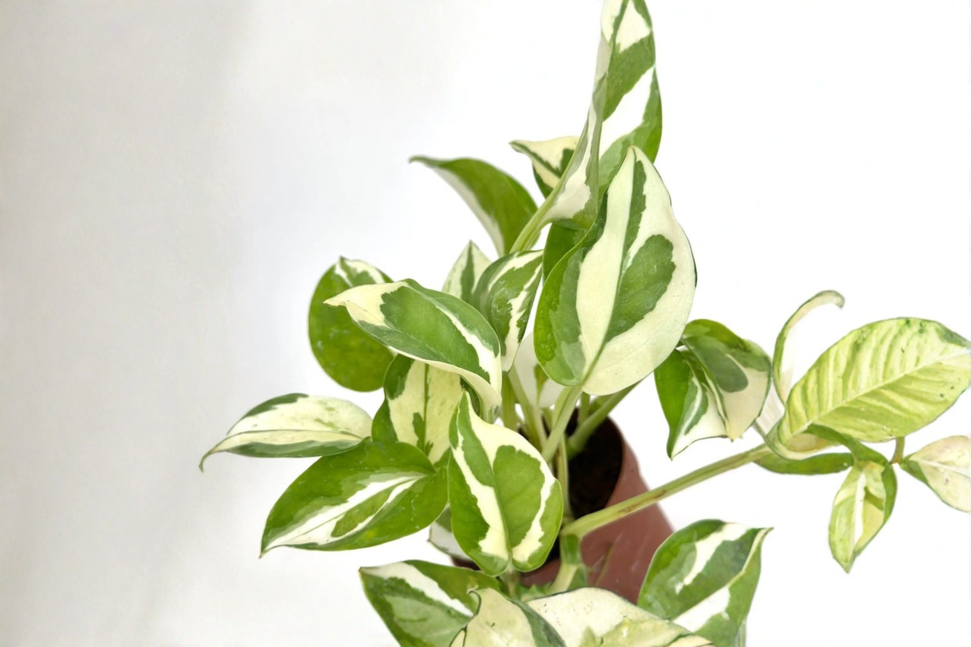 Variegated Pothos Plant Bundle | Live Epipremnum aureum Cuttings | Indoor Trailing Vine Houseplant