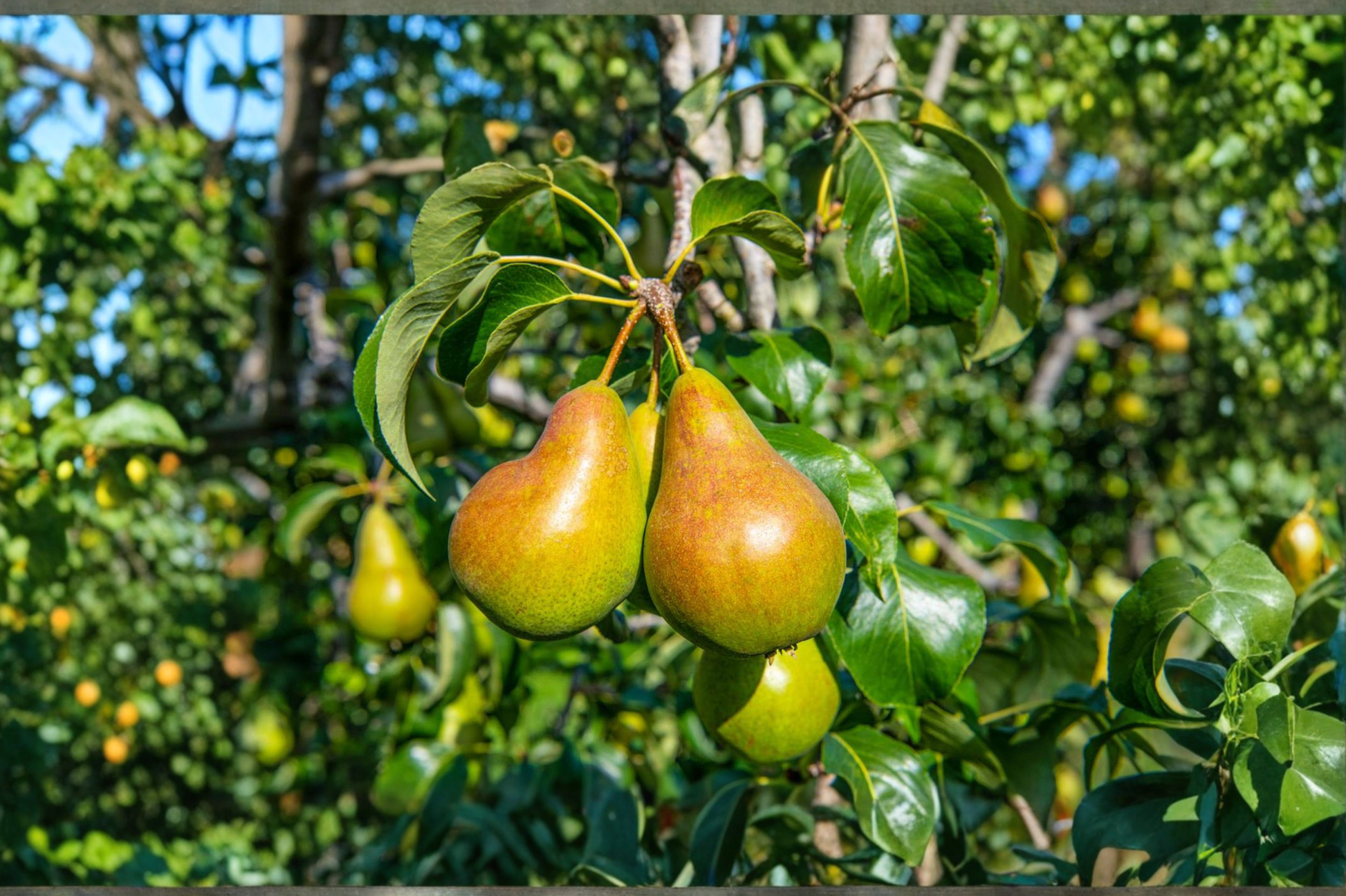 Magness Pear Tree 4-6 Ft Live Fruit Tree, Sweet Dessert Pear, Pyrus communis, Home Garden Backyard Orchard