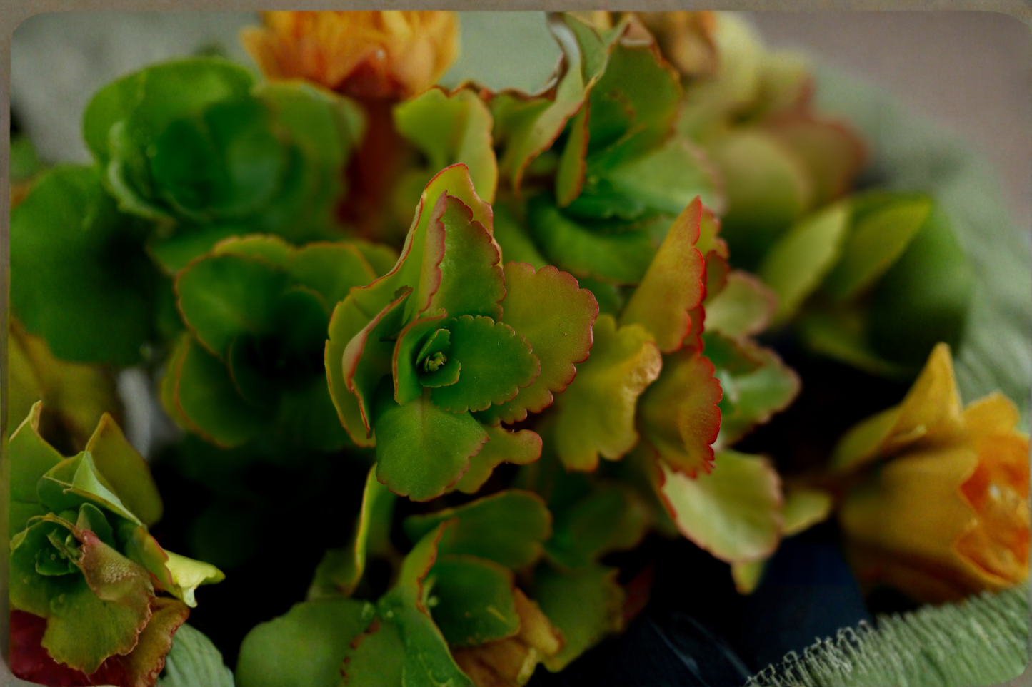 Calico Kitten Live Succulent in 2-Inch Pot – Crassula pellucida subsp. marginalis Variegata