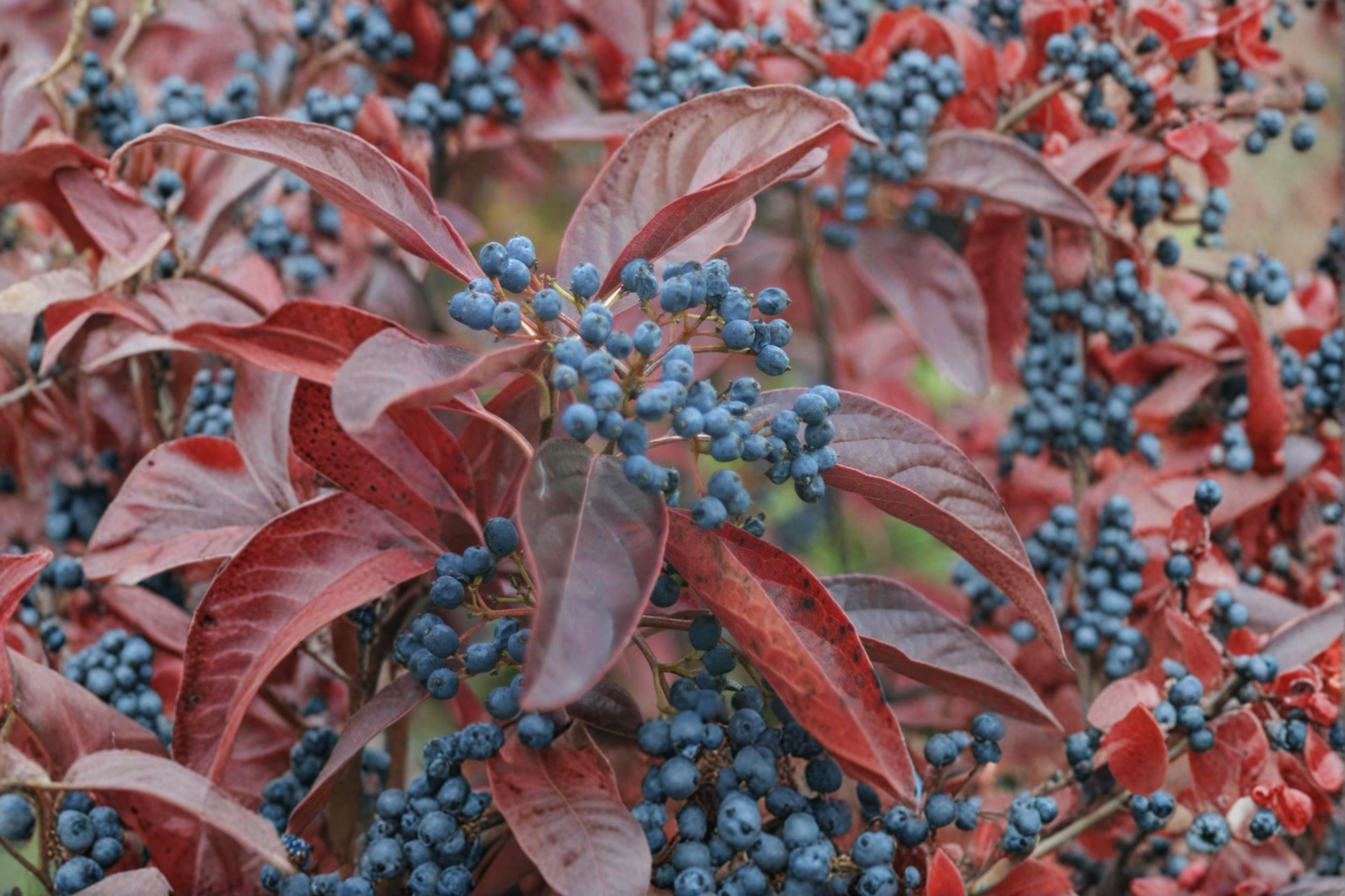 Live Plant - 1 Gallon Viburnum nudum Smooth Viburnum Native Shrub with Seasonal Berries for Garden Landscaping