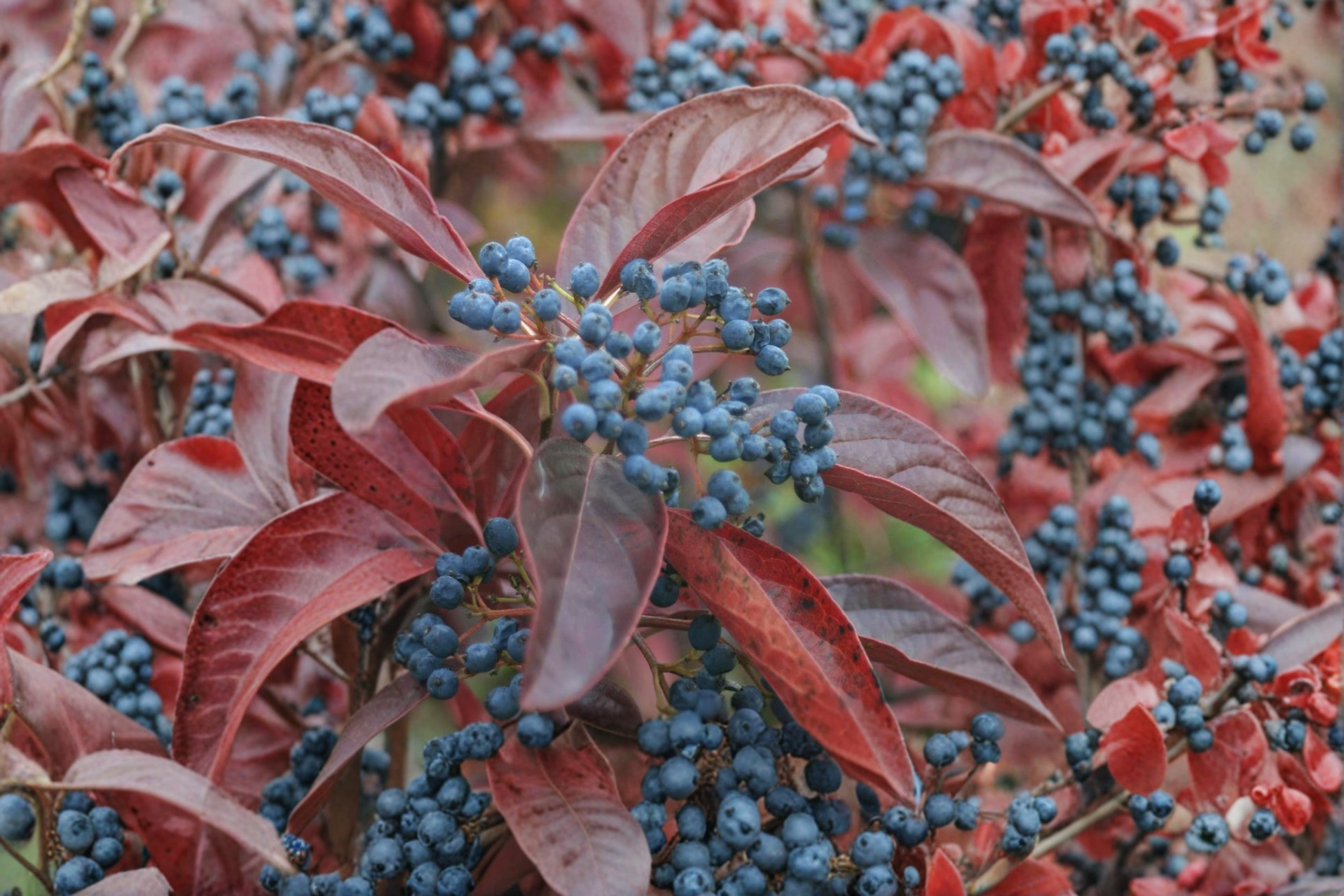 Live Plant - 1 Gallon Viburnum nudum Smooth Viburnum Native Shrub with Seasonal Berries for Garden Landscaping