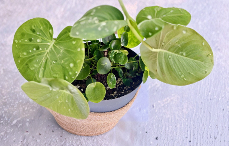Variegated Pilea Peperomioides White Splash Cuttings – Live Unrooted Houseplant Cuttings for Indoor Propagation