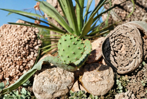 Opuntia Macrorhiza Plains Prickly Pear Cactus Pad Cutting – Cold-Hardy Native Cactus for Propagation