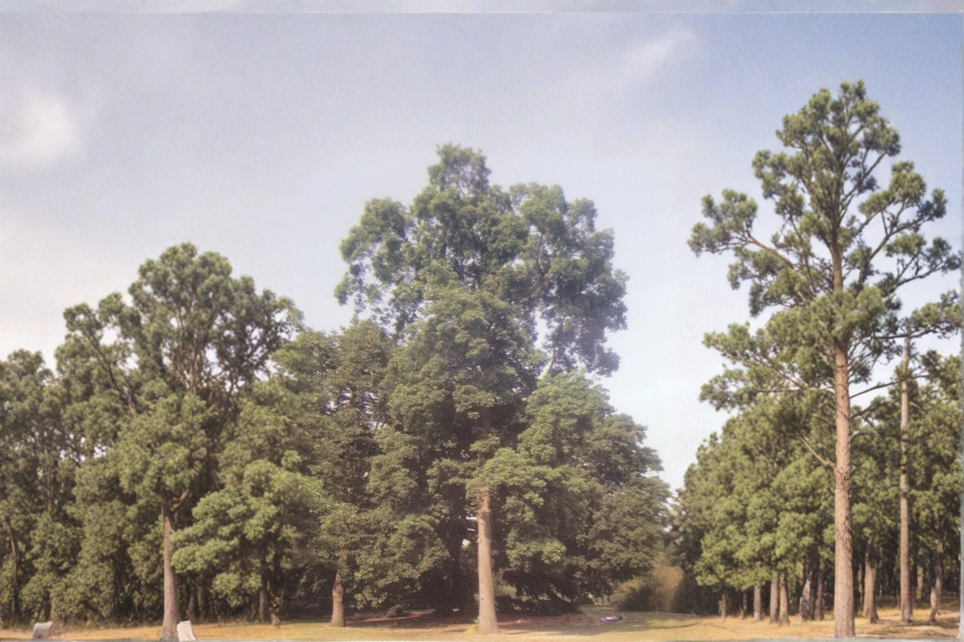 Live Wichita Pecan Tree 16–24 Inch Nut Tree, Papershell Variety, Deciduous Shade & Orchard Tree, Carya illinoinensis