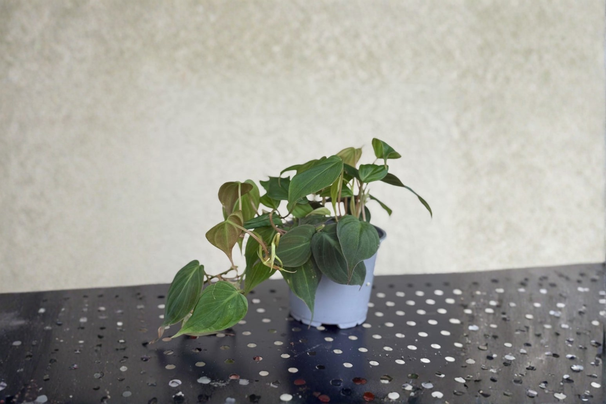 Philodendron Micans Live Plant – Trailing Velvet Leaf Indoor Tropical Houseplant in 4-Inch Pot
