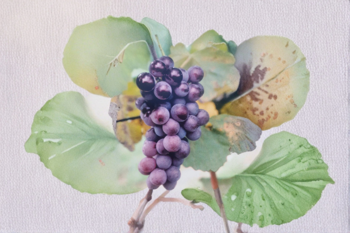 Champanel Grape Vine Live Plant 1 Gallon Deciduous Climbing Vine for Garden Trellis Vineyard Vitis spp.