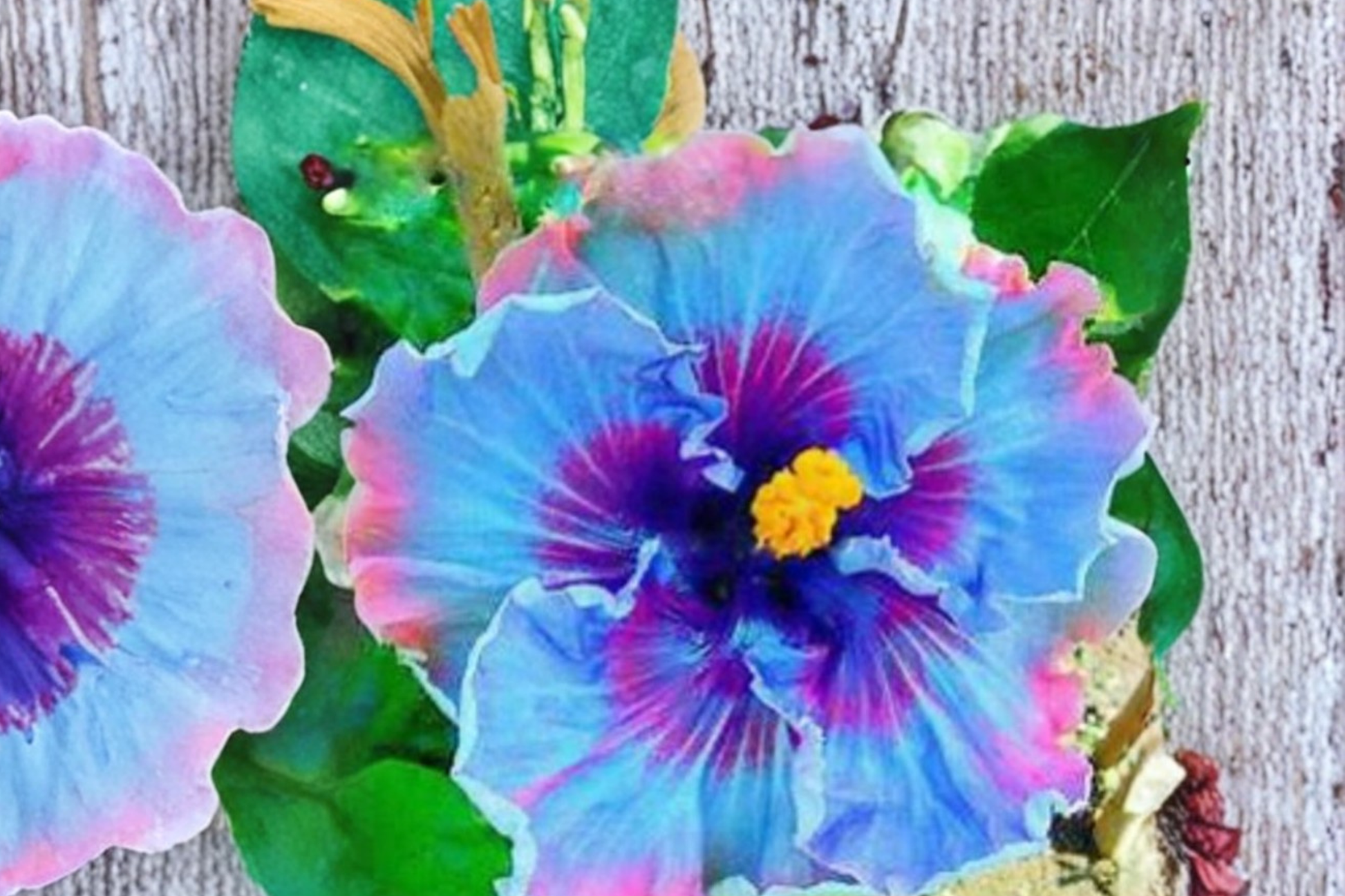 Giant Hibiscus Seeds - Multi-Color Flowering Plant - Hibiscus rosa-sinensis - Tropical Garden, Container Plant