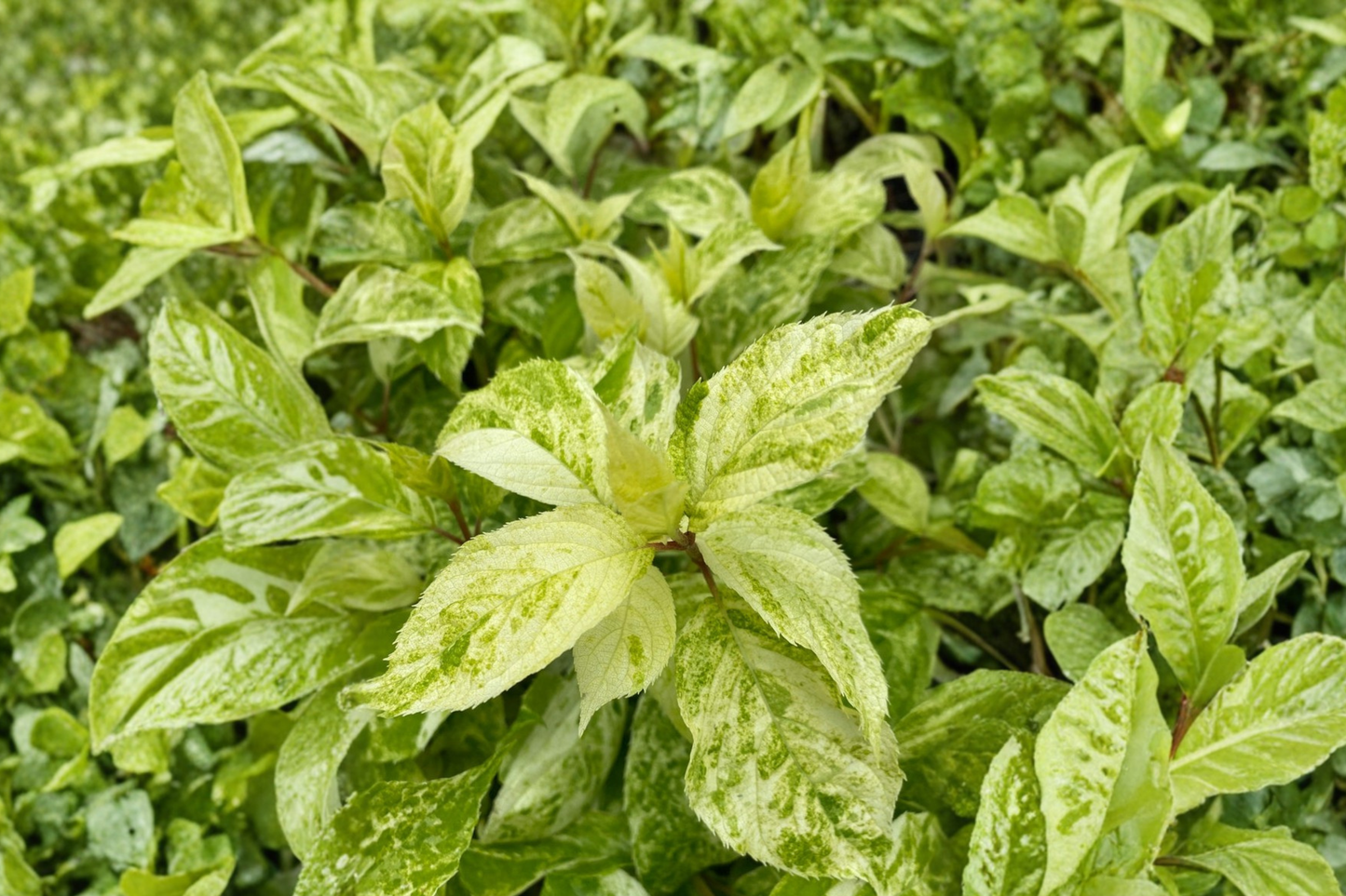 Variegated Hydrangea ‘Yuki Gessho’ Live Plant 1 Gallon Pot – Hydrangea paniculata White Flower Shrub for Garden