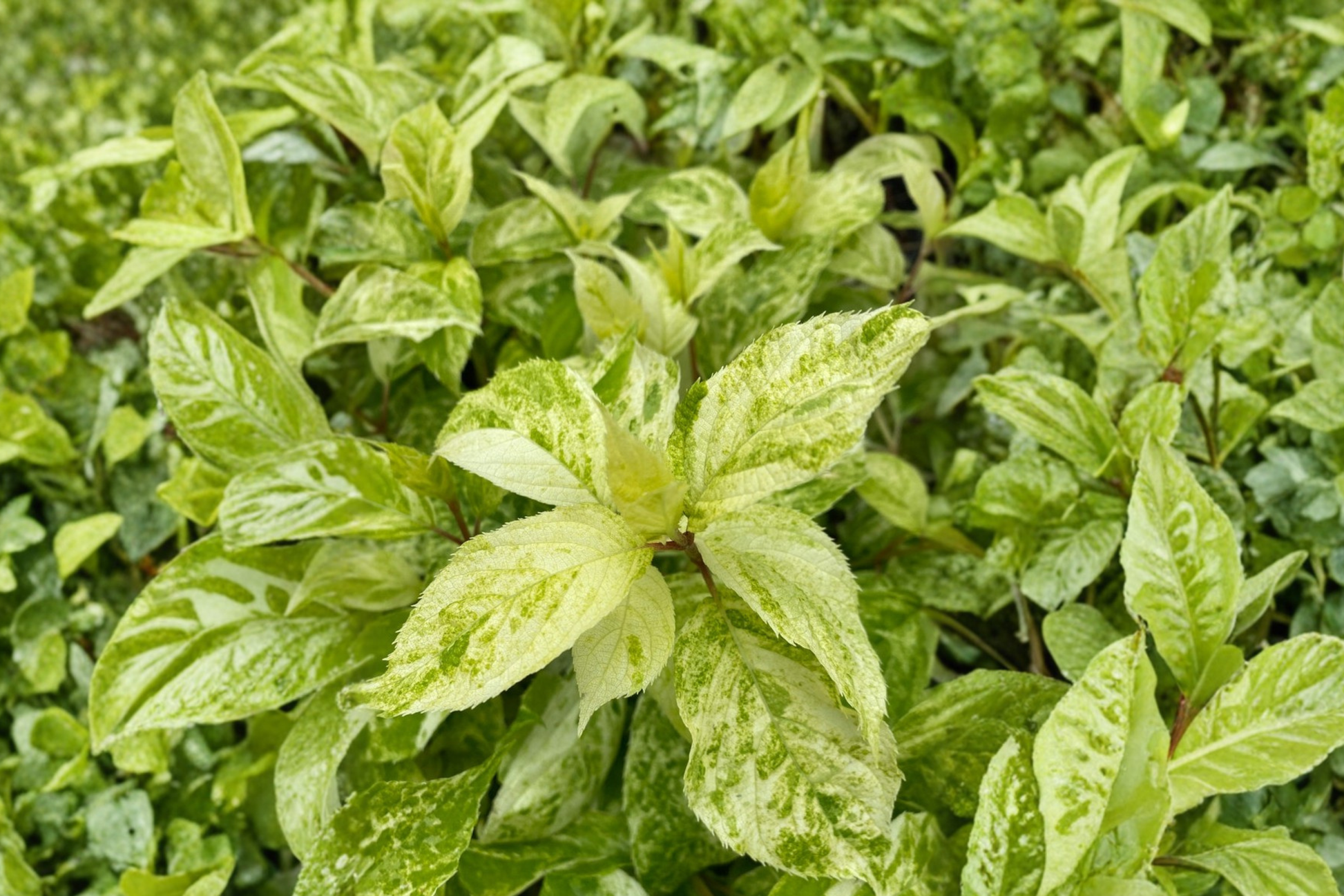 Variegated Hydrangea ‘Yuki Gessho’ Live Plant 1 Gallon Pot – Hydrangea paniculata White Flower Shrub for Garden