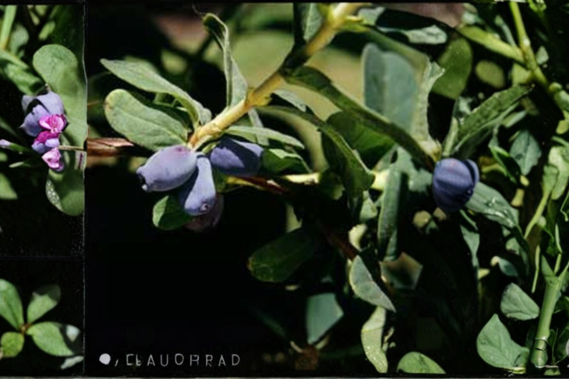 Blue Pacific Honeyberry Live Plant – Fruiting Shrub, Edible Berry Bush, Lonicera caerulea, Cold Hardy, Spreading Growth