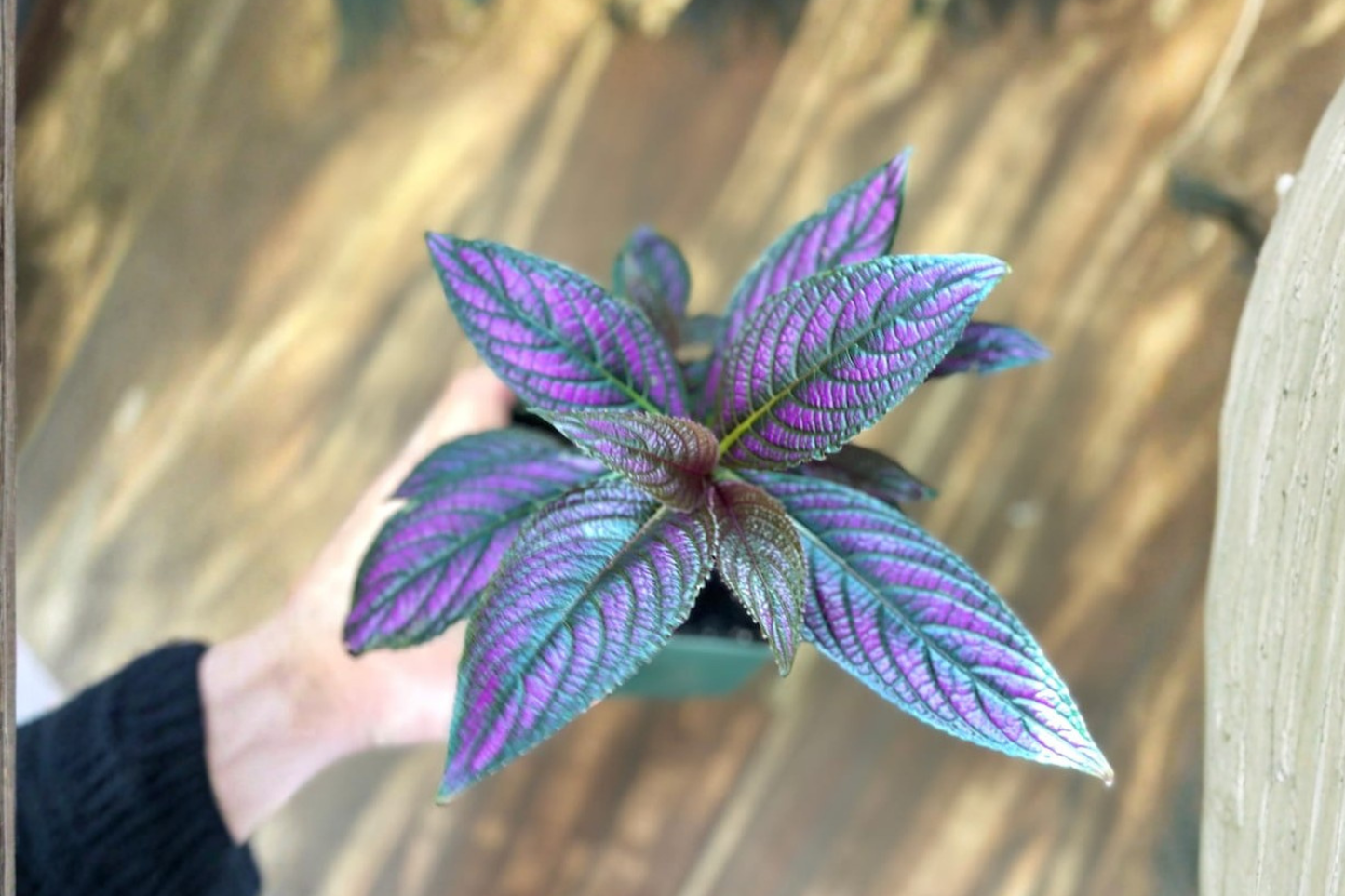 Persian Shield Live Plant, 4.5 Inch Pot, Strobilanthes dyerianus, Purple Foliage Indoor Houseplant
