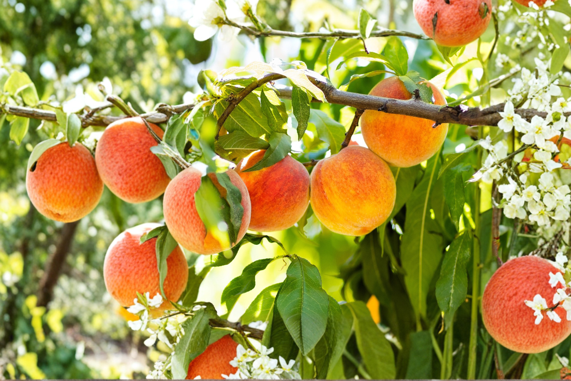 June Gold Peach Tree - 4-6 Ft Live Fruit Tree for Garden, Backyard Orchard, Yellow Peach, Prunus persica
