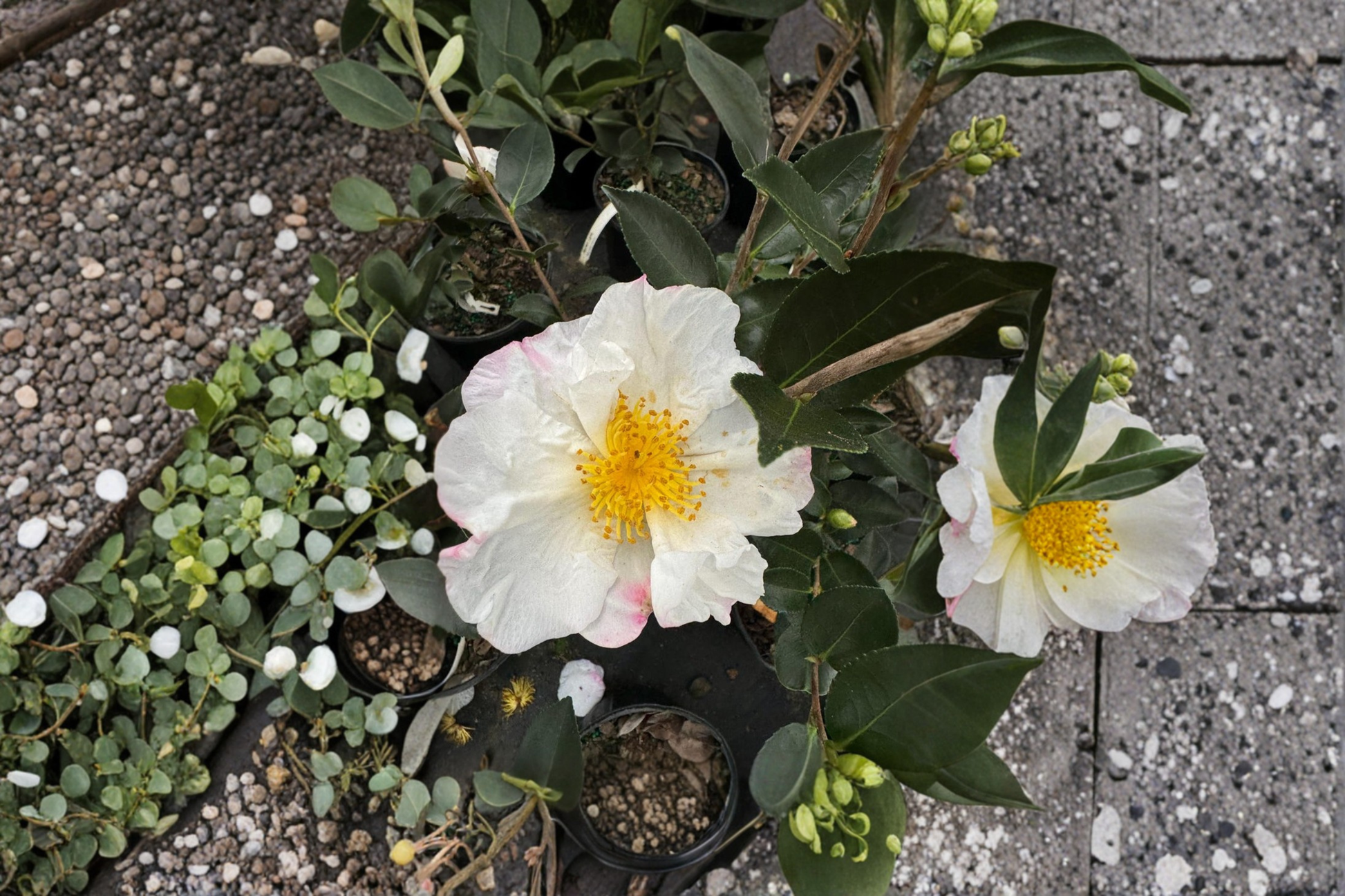 Northern Lights Camellia Live Plant – 1 Gallon Pot, Fall Blooming Evergreen Shrub, Camellia sasanqua