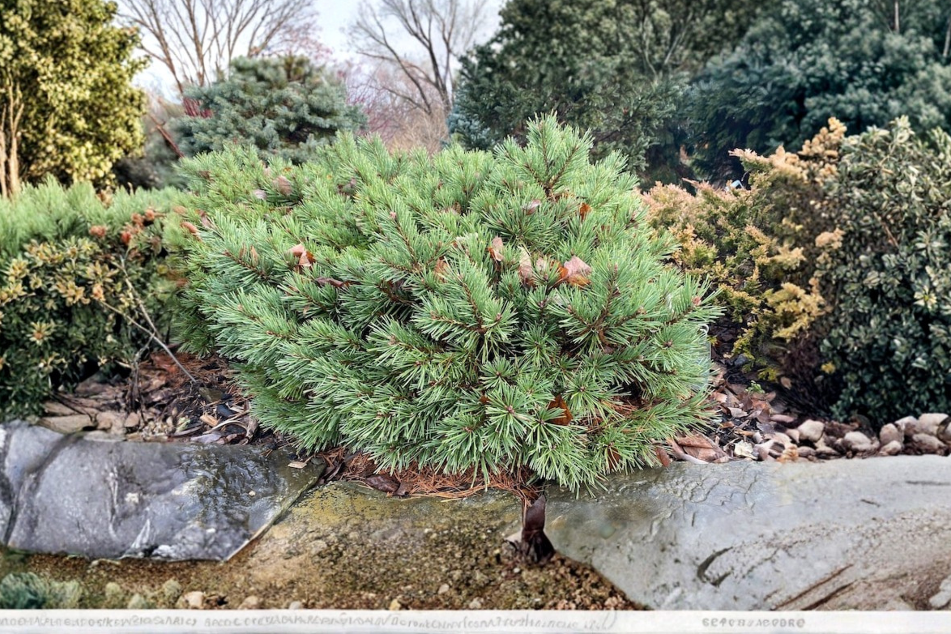 Jeremy Dwarf Scotch Pine Live Plant – 8 Inch Tall, Compact Evergreen Bonsai Tree, Pinus sylvestris, 1 Gallon Pot