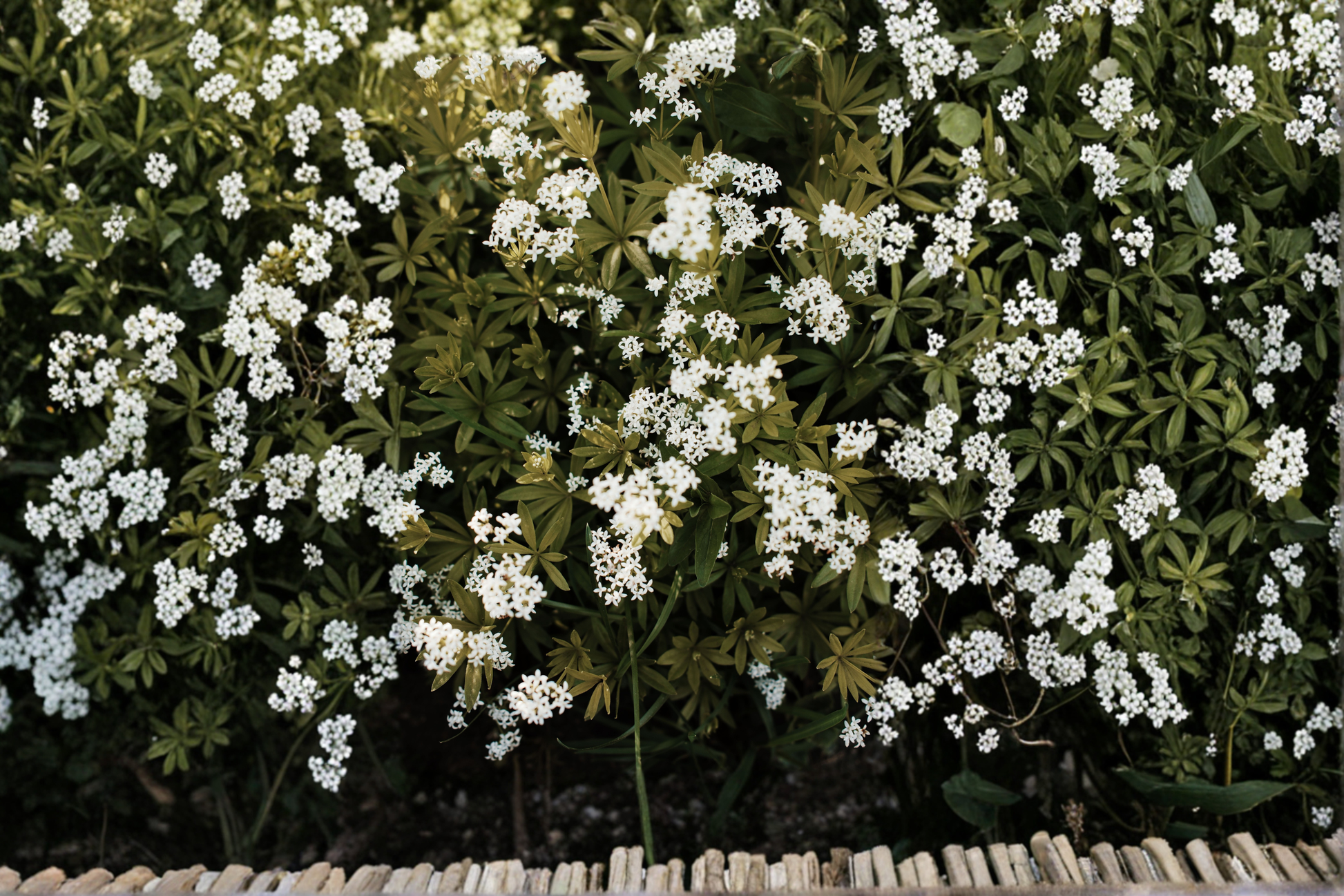 Sweet Woodruff Live Starter Plant in 3 Inch Pot – Galium odoratum Shade Perennial Ground Cover