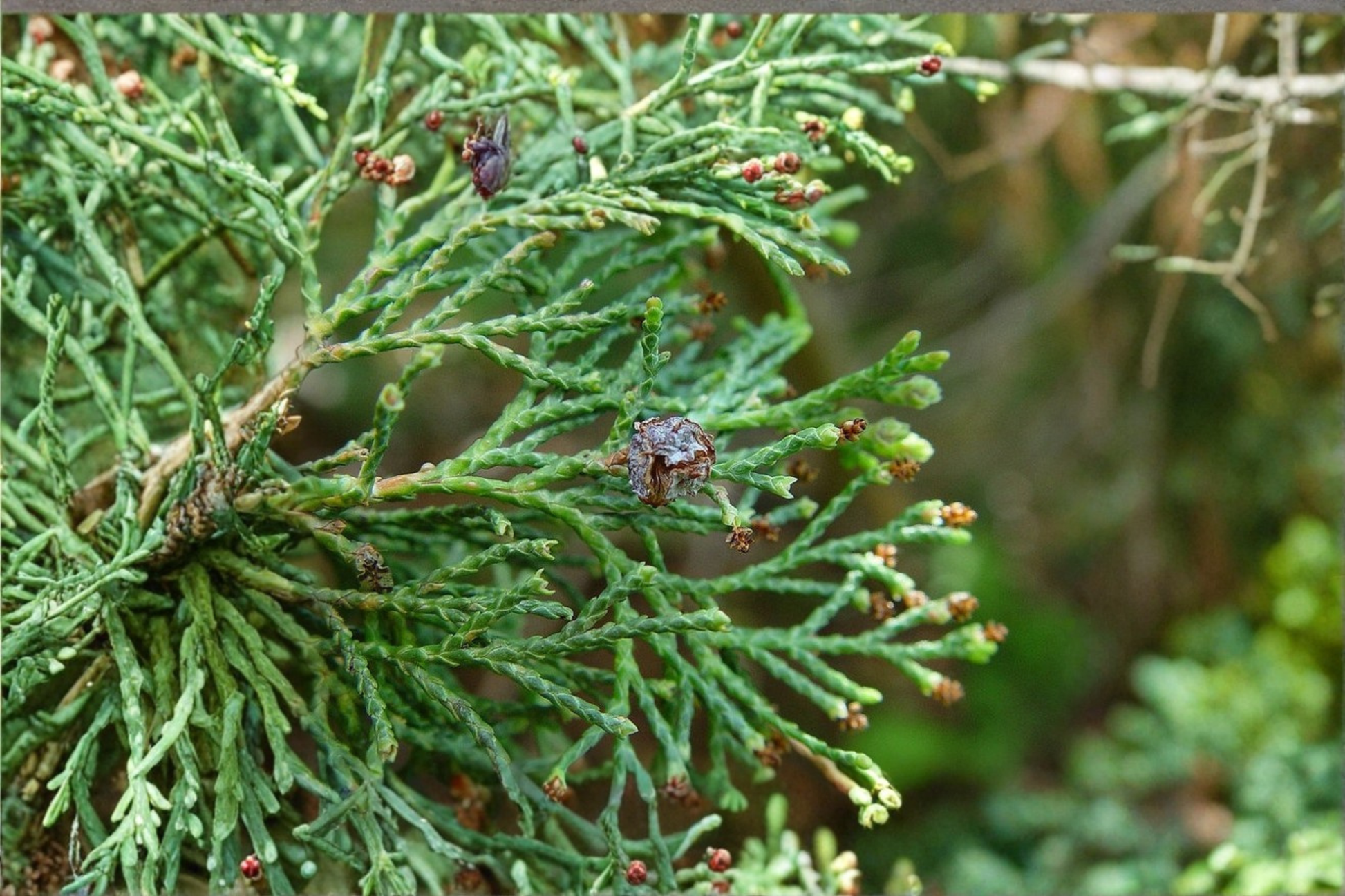 Dwarf Atlantic White Cedar ‘Little Jamie’ Live Plant – Native Conifer in 1 Gallon Pot, Feathery Blue-Green Foliage