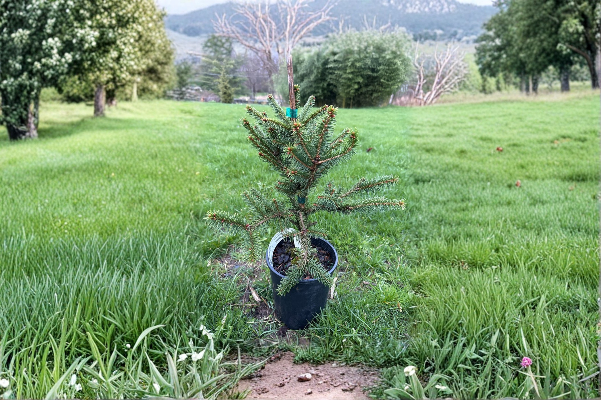 Norway Spruce Live Plant 1 Gallon Pot, Compact Evergreen Tree, Picea abies Hereny, 10 Inches Tall