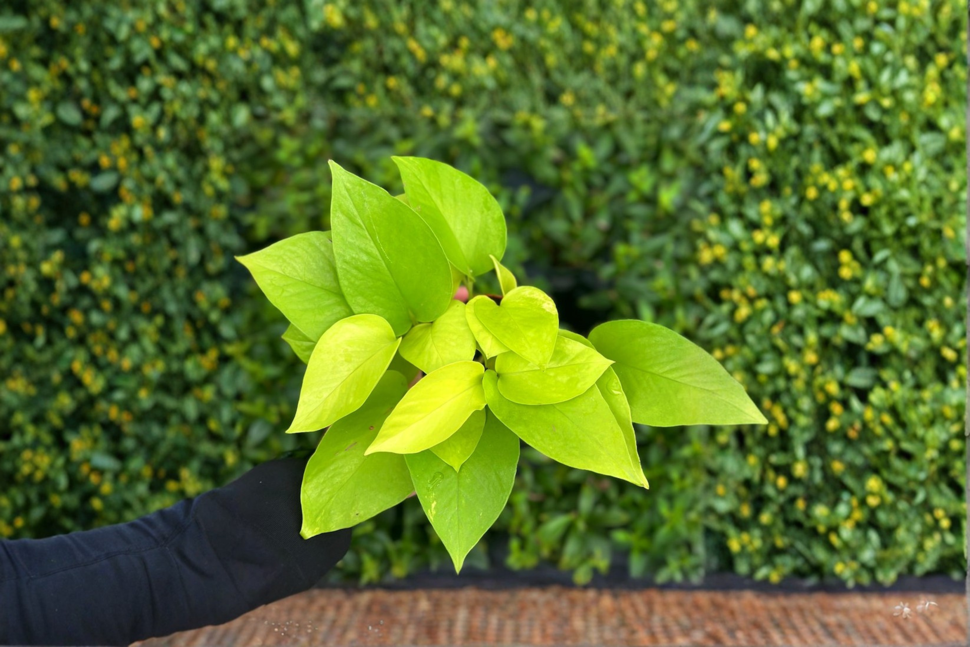 Neon Pothos Live Plant in 4-Inch Pot, Epipremnum Aureum ‘Neon’ Trailing Houseplant for Indoor Decor & Beginners