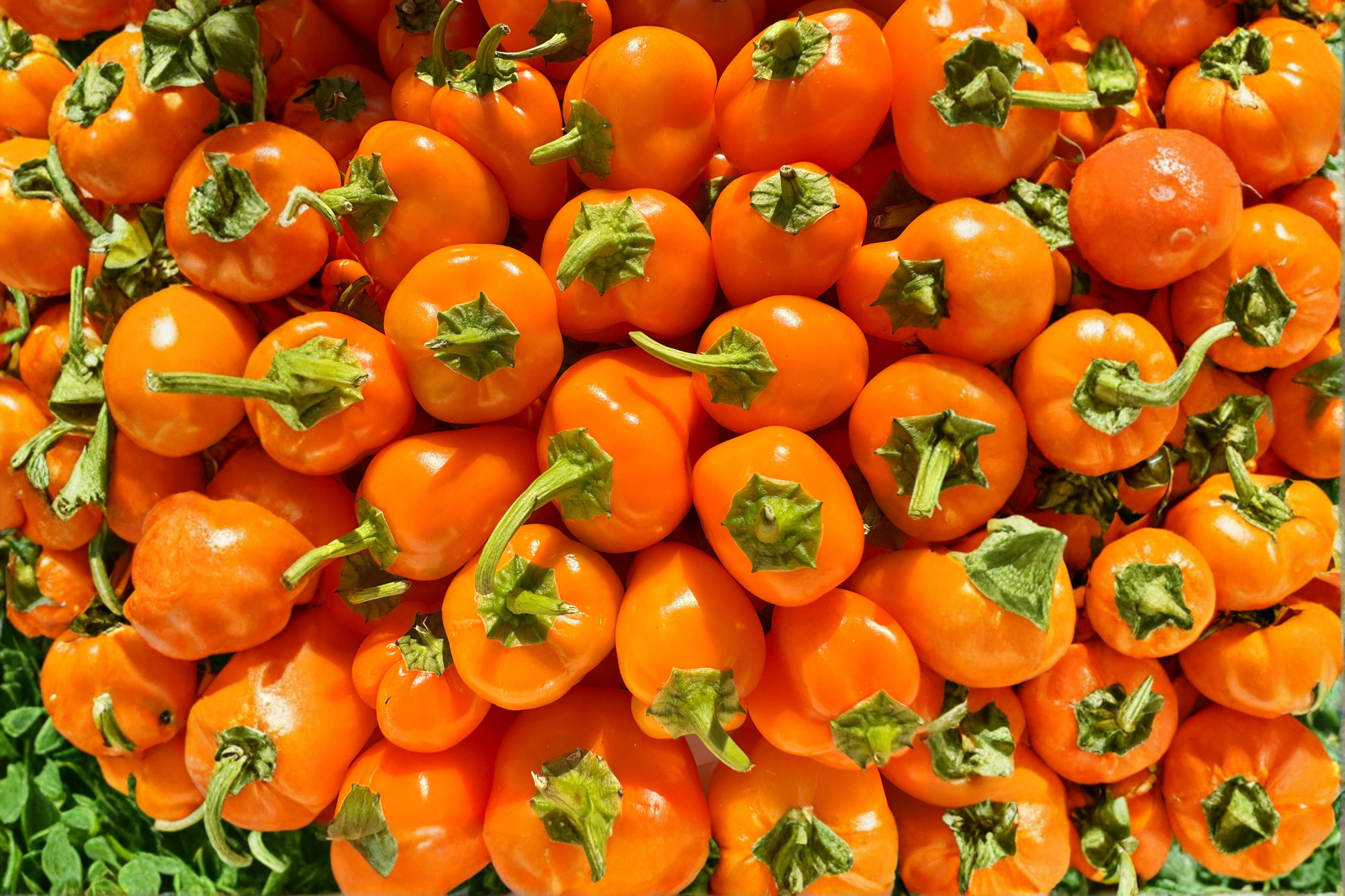 3 Aji Chinchi Amarillo Peruvian Hot Pepper Live Plants – 75+ Day Old Capsicum