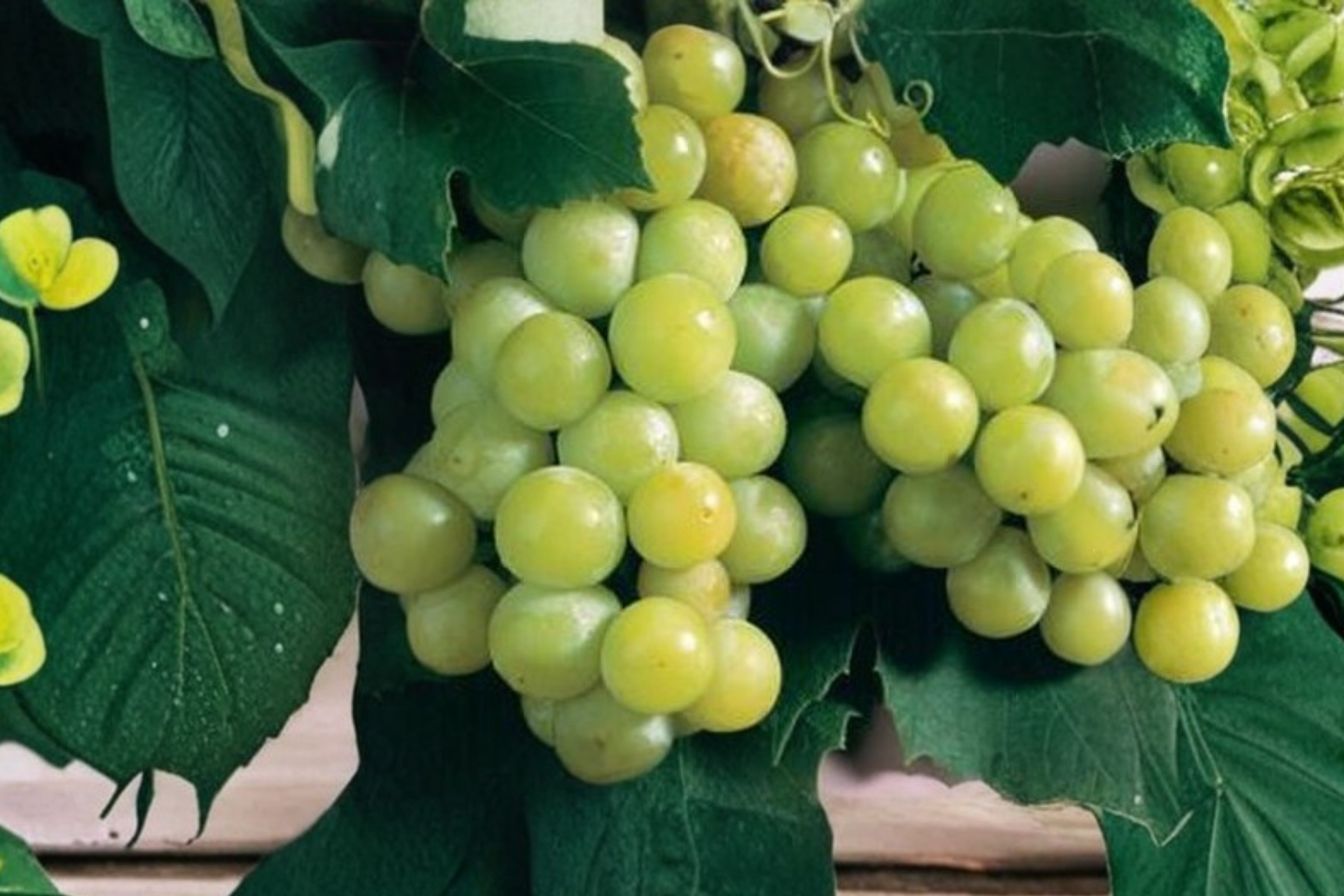 Caminante Blanc Wine Grape Vine Live Plant 4-6 Ft Vitis vinifera for Backyard Vineyard & Trellis
