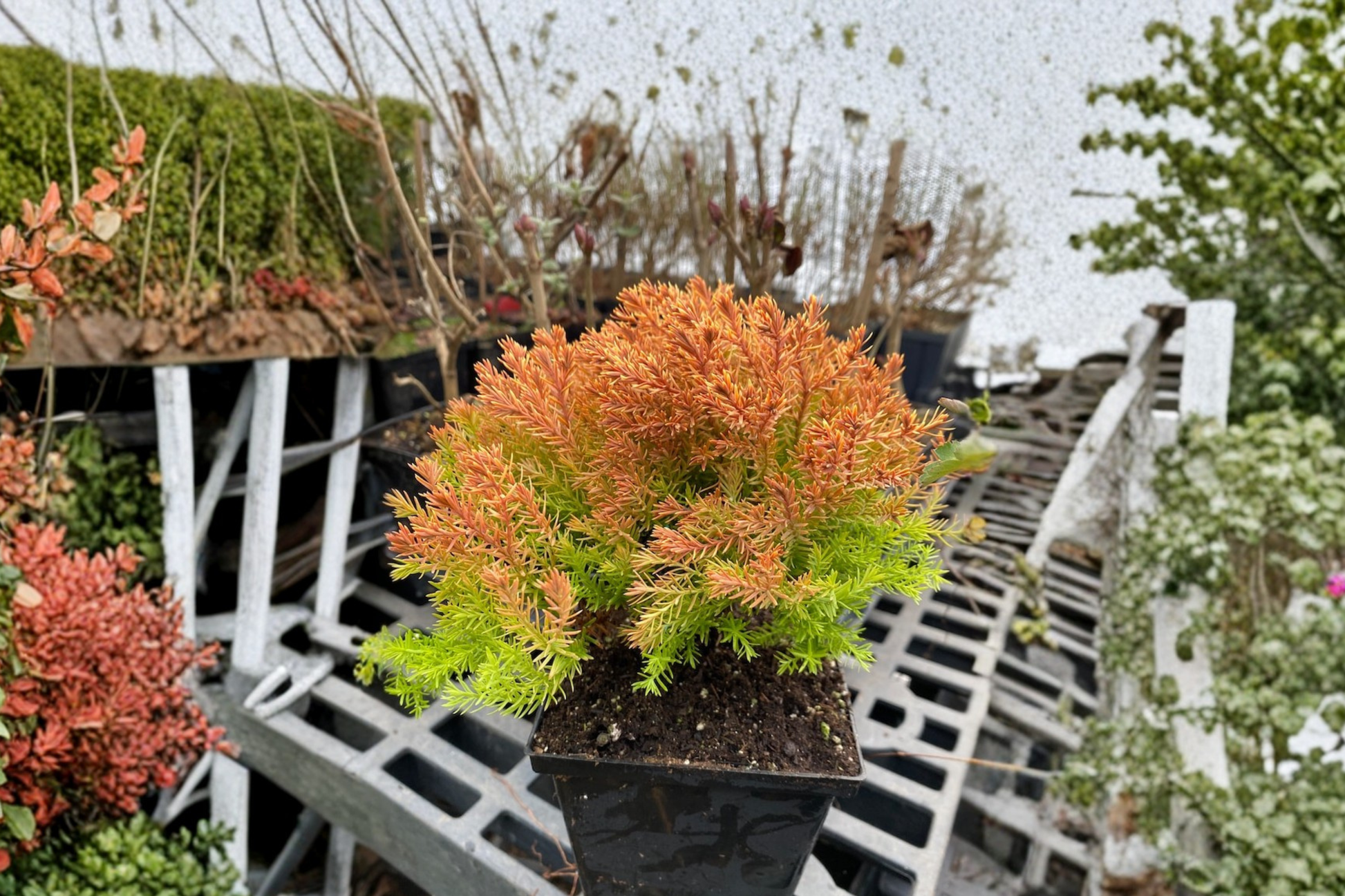 Rheingold Arborvitae Live Plant Quart Pot | Golden Evergreen Thuja Shrub for Landscaping & Borders
