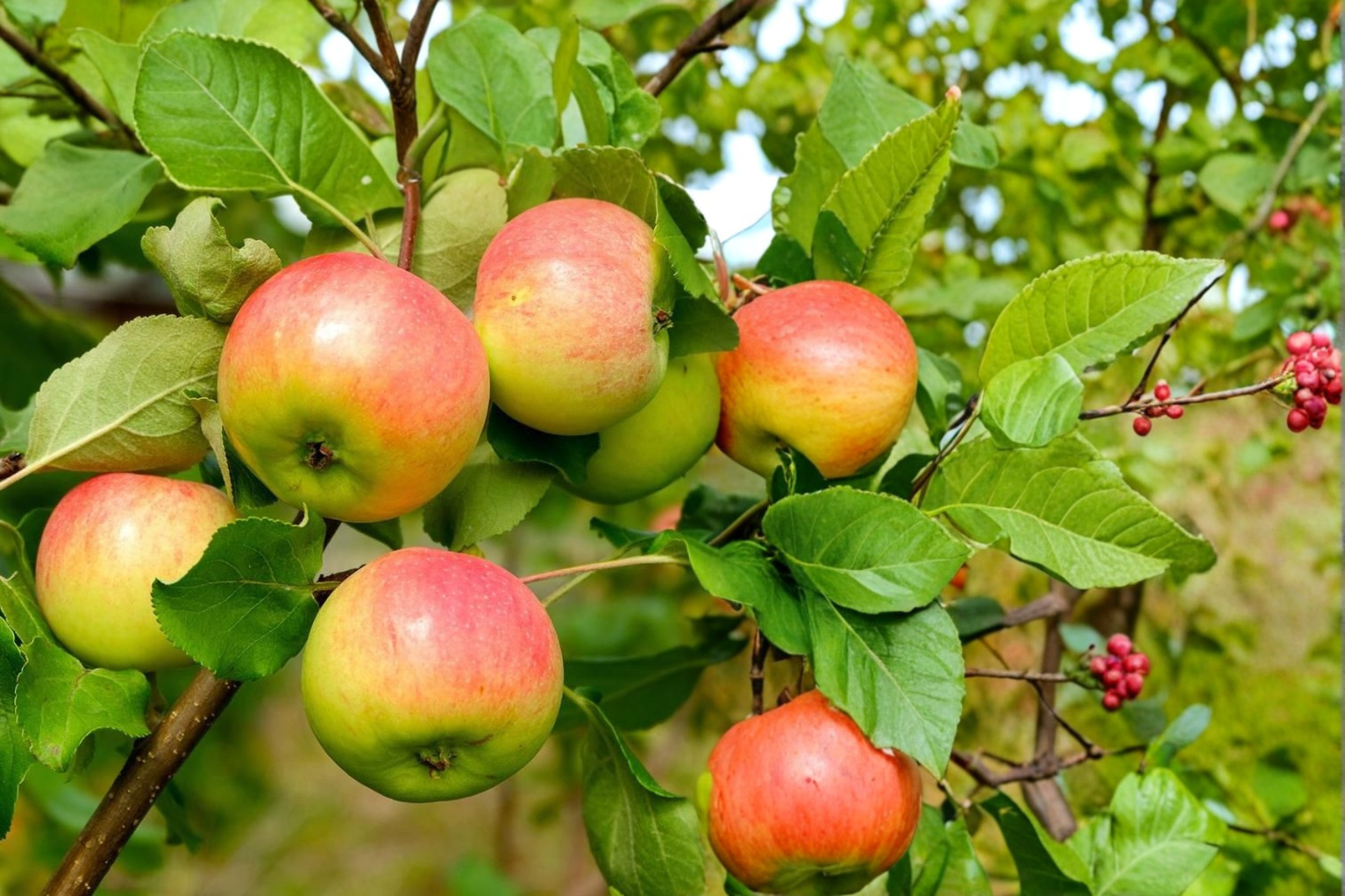 Anna Apple Tree Live Plant – 4–6 Ft Deciduous Fruit Tree for Garden & Orchard, Malus domestica