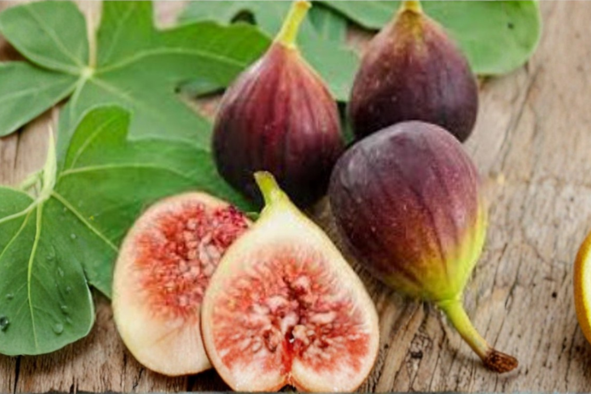Violette de Bordeaux Fig Seeds – Rare Dwarf Ficus carica for Container Gardening, Patio, Balcony, 40 Seeds