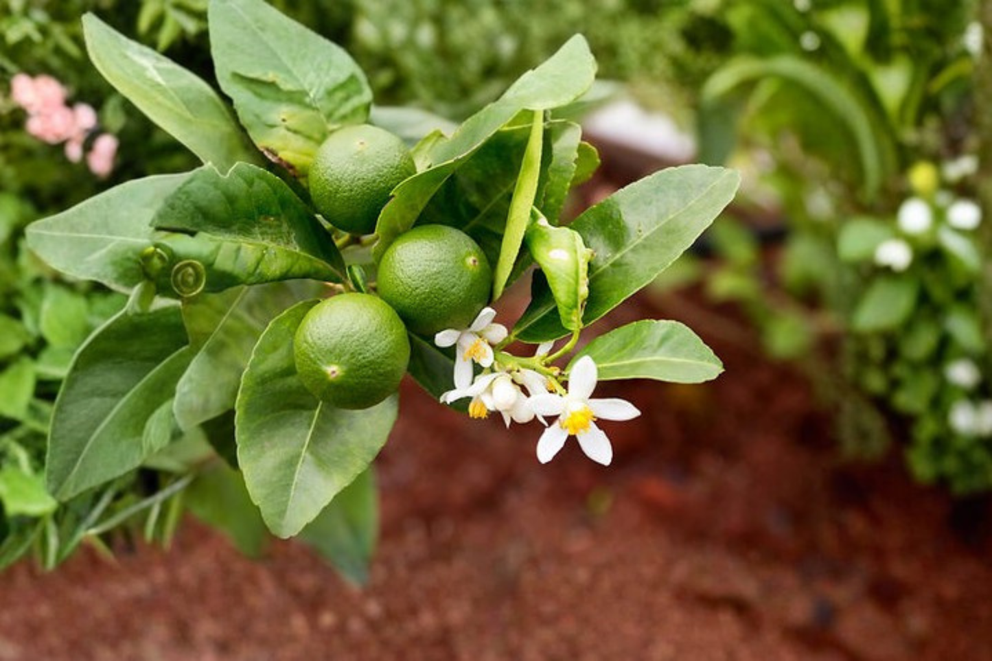 Key Lime Tree Live Plant, 3 Gallon Citrus Fruit Tree, Citruss aurantiifolia, Container Garden, Patio, Edible Landscape
