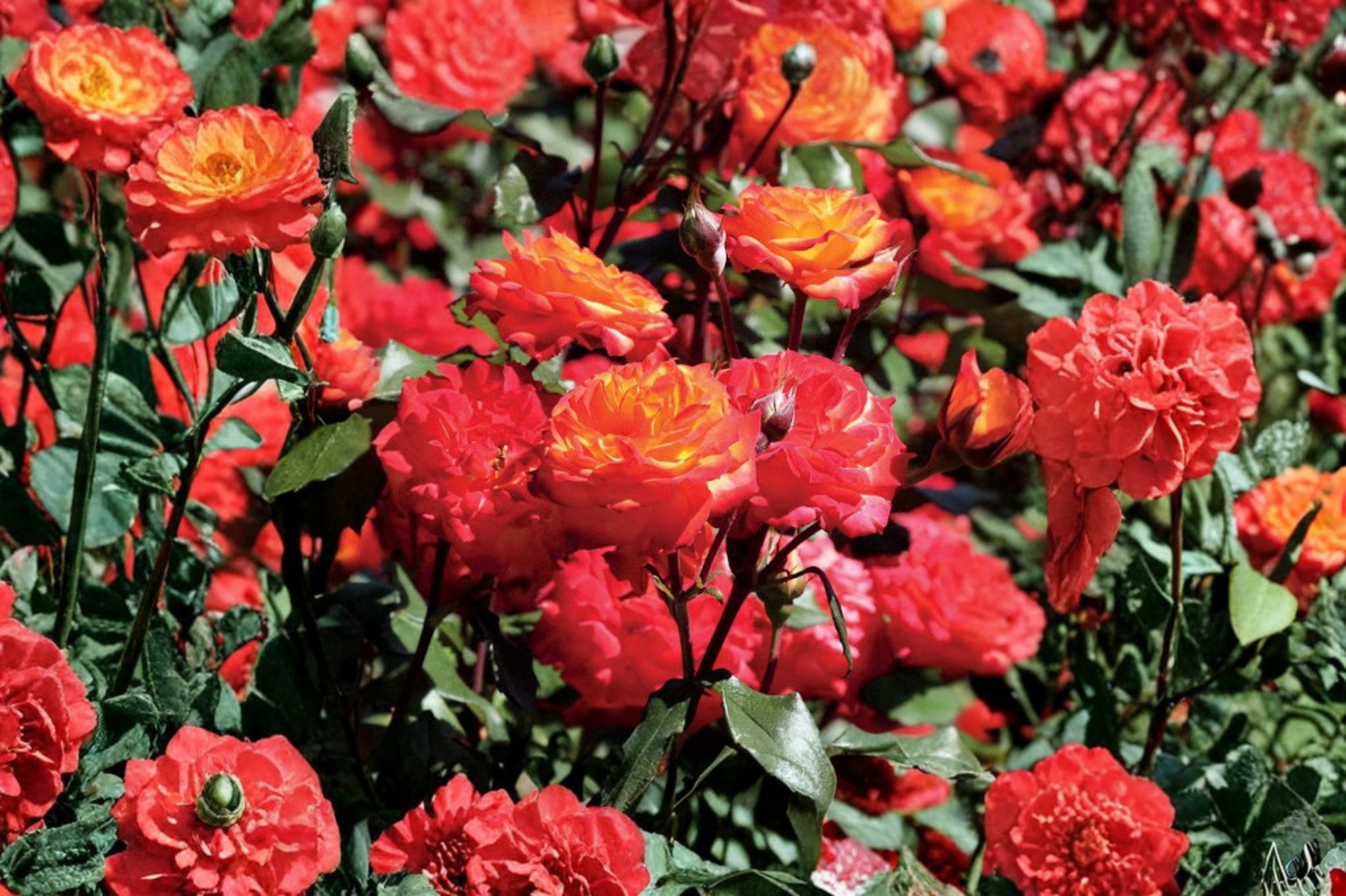 Charisma Floribunda Rose Bush 2-Gallon Live Plant, Multi-Color Blooms, Landscape Shrub, Rosa hybrid