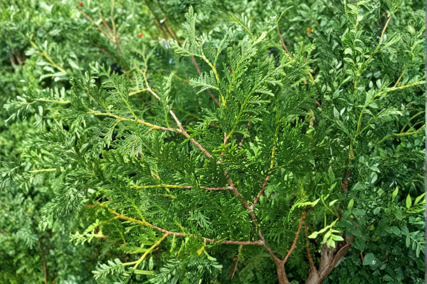 Nigra Arborvitae Live Plant Quart Pot | Dark Green Evergreen Thuja for Privacy Hedges & Landscape