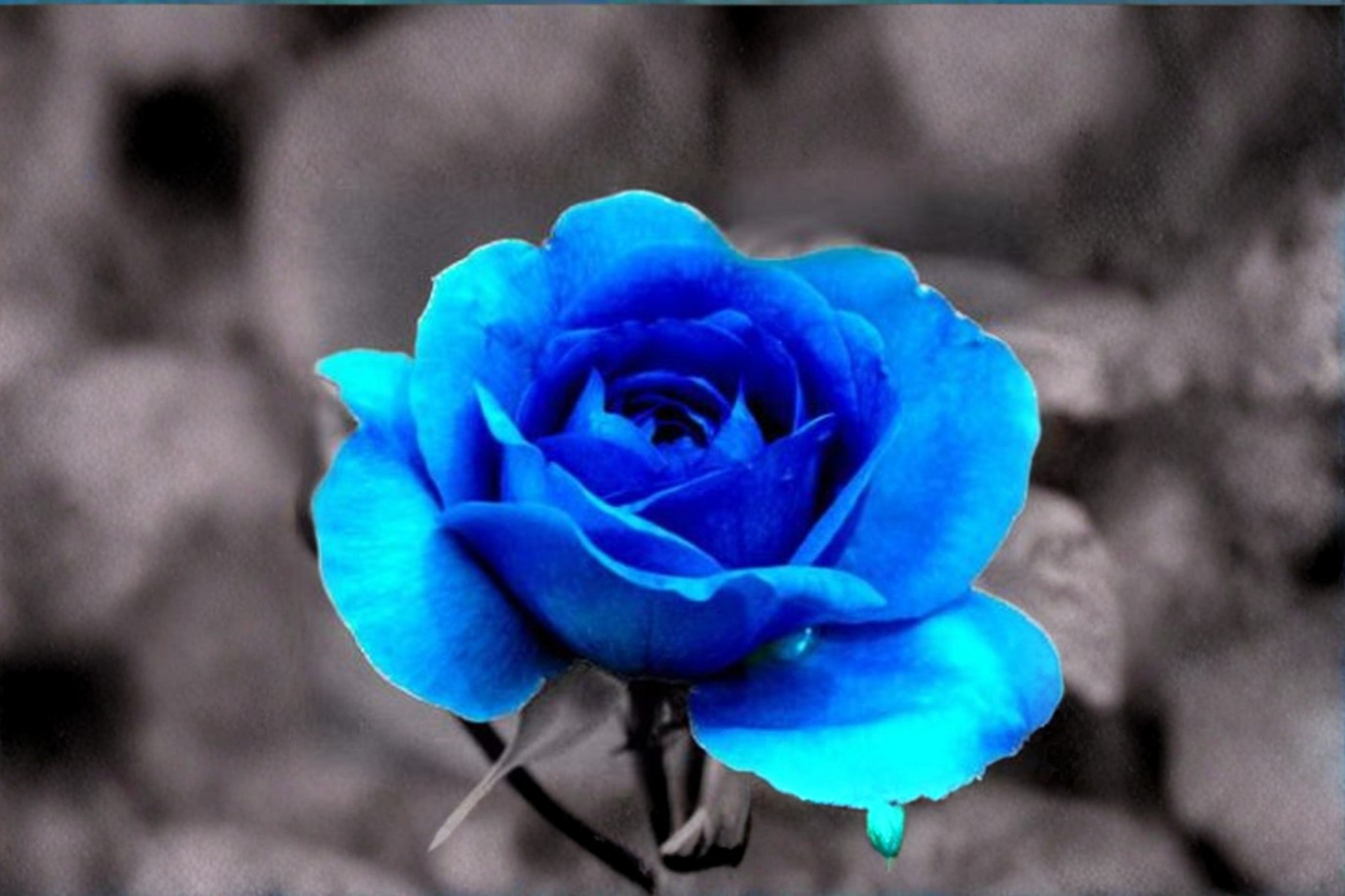 Ghost Blue Rose Seeds – 30 Ornamental Flower Bush Seeds for Outdoor Garden, Blue Rose, Rosa spp.