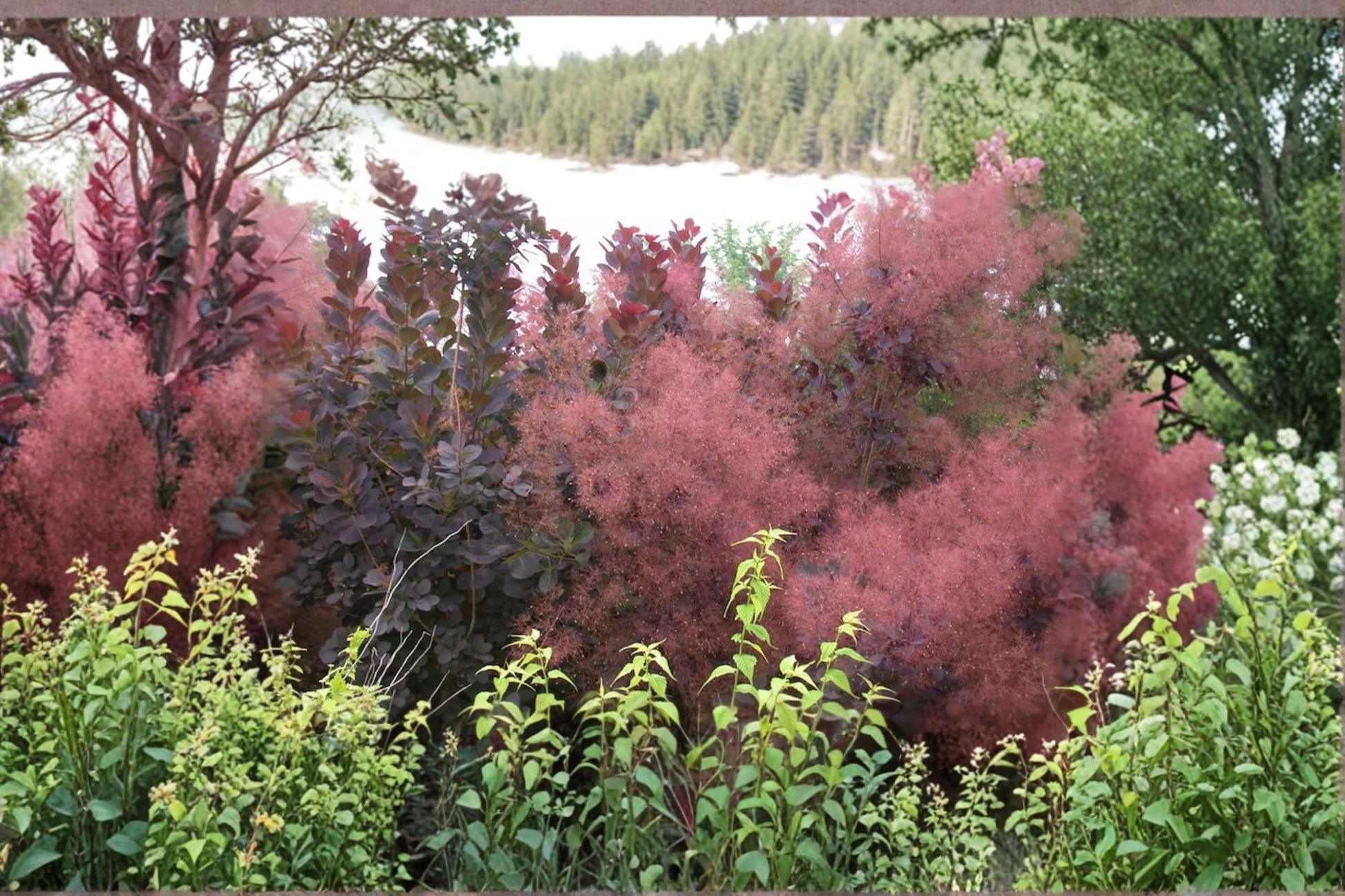 Grace Smoke Tree Live Plant 4 Inch Pot, Cotinus x ‘Grace’ Purple Foliage Ornamental Shrub for Garden Landscaping