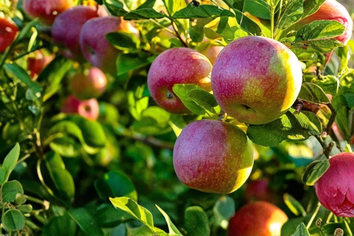 McIntosh Apple Tree 5 Gal Live Plant, Deciduous Fruit Tree for Garden, Backyard Orchard, Malus domestica