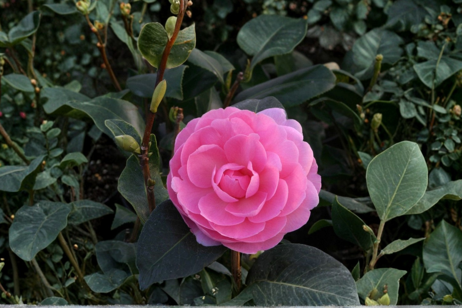 Camellia â€˜E.G. Waterhouseâ€™ Live Plant – Pink Flowering Evergreen Shrub in 3 Gallon Pot, Camellia x williamsii