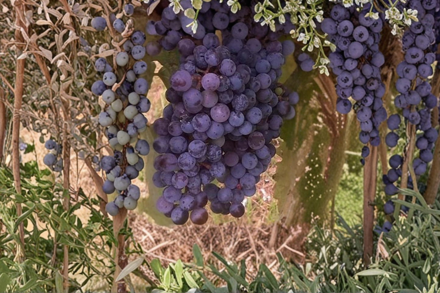 Black Monukka Seedless Grape Vine 1 Gallon Live Plant, Climbing Fruit Vine for Garden, Dark Purple Grapes, Vitis vinifera