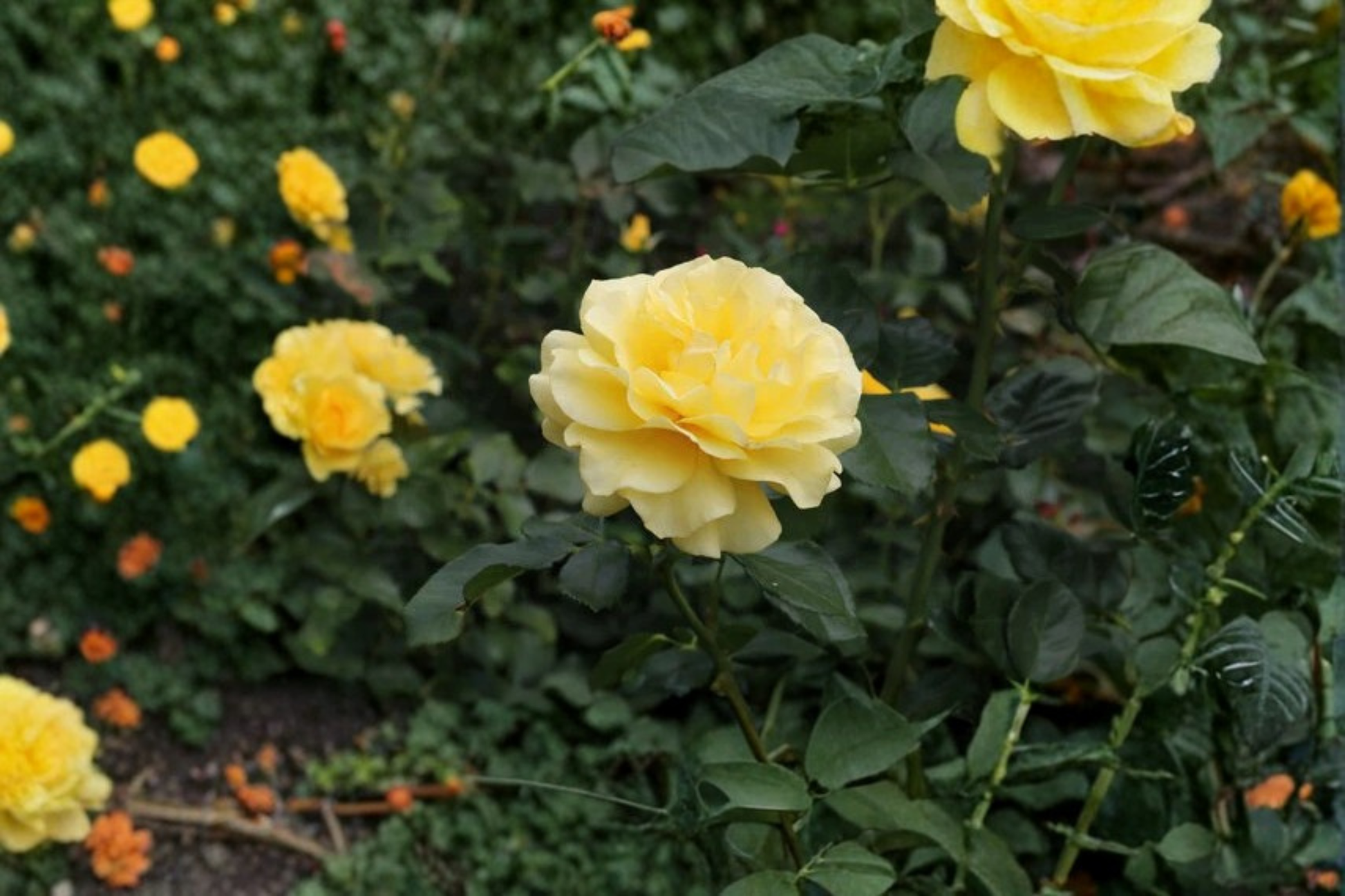Sunsprite Floribunda Rose Live Plant 1 Gallon Deep Yellow Everblooming Shrub for Garden, Landscape, Borders