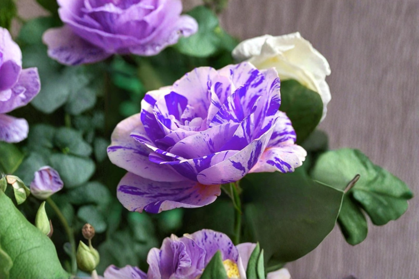 English Pink and Purple Rose Seeds – Fragrant Flowering Bush, Rosa sp., 10 Seeds