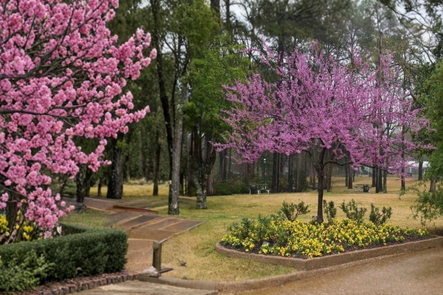 Redbud Tree 4-6 Ft Live Plant Pink Flowering Cercis canadensis Ornamental Garden Tree