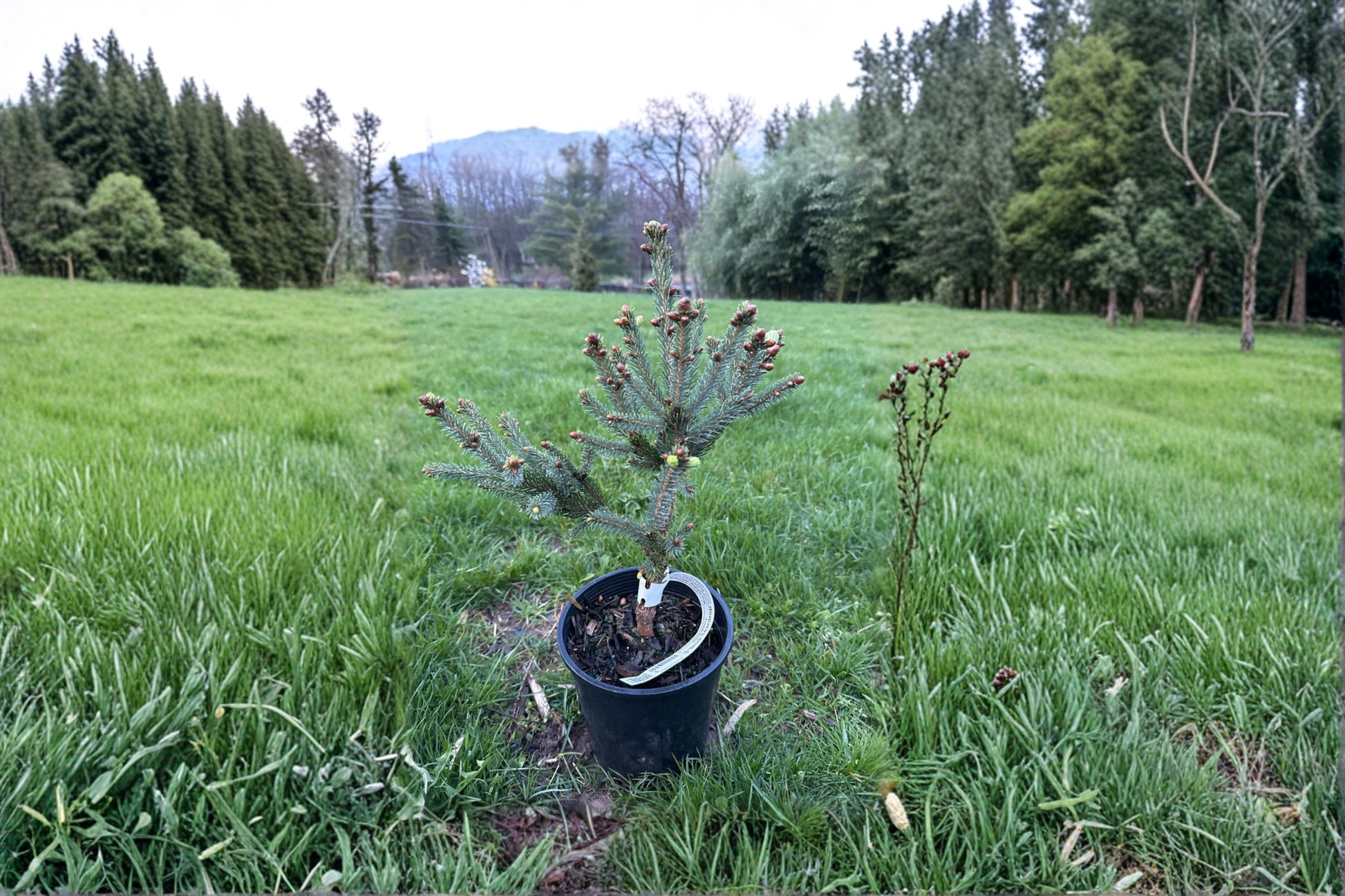 Blue Teardrop White Spruce Live Plant – 10 Inch Picea glauca Evergreen Conifer for Small Gardens & Containers