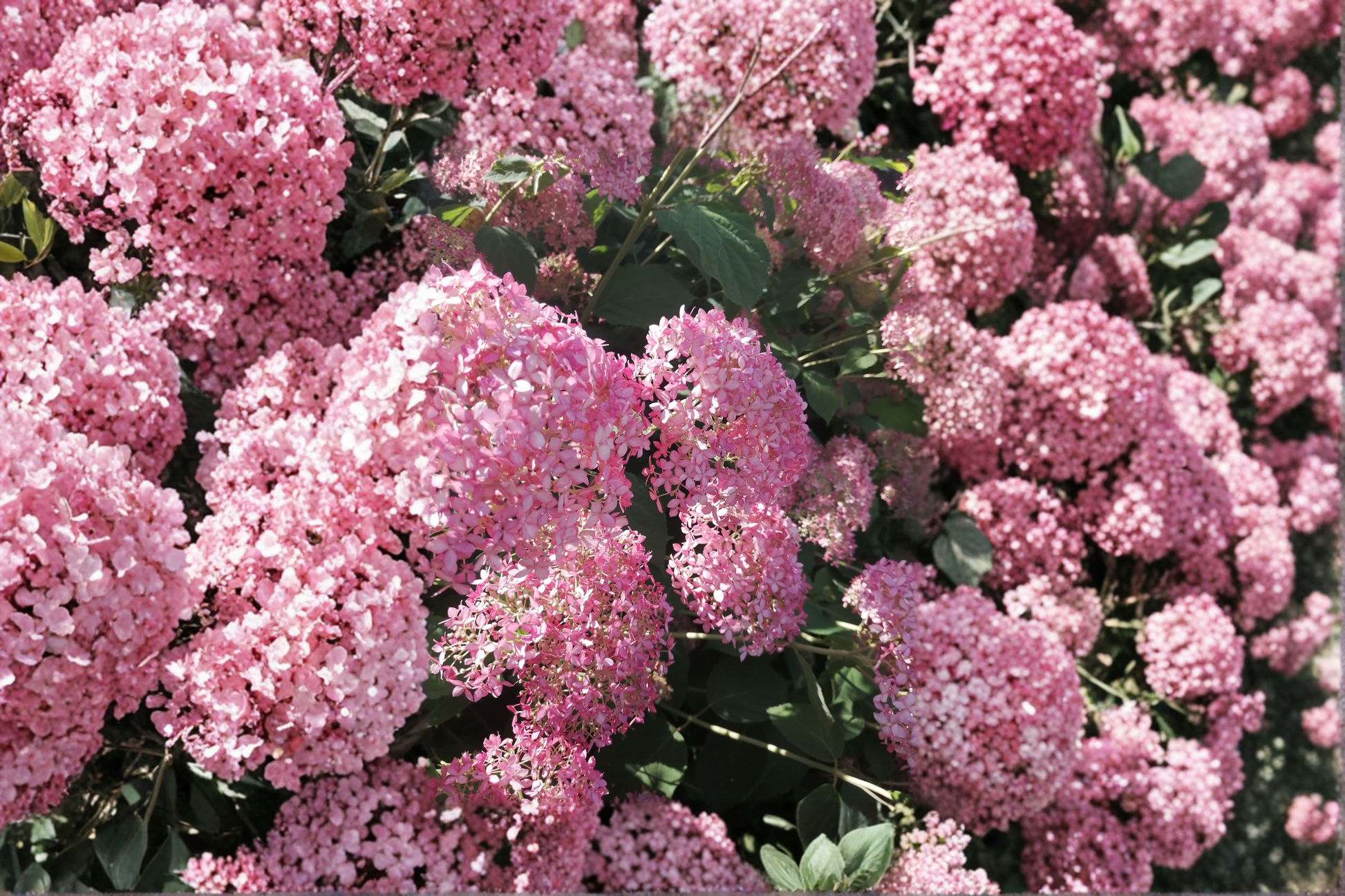 Pink Diamond Hydrangea Live Plants – 2 Rooted Starters in 1 Qt Pots, Pink & White Flower Shrubs, Hydrangea paniculata