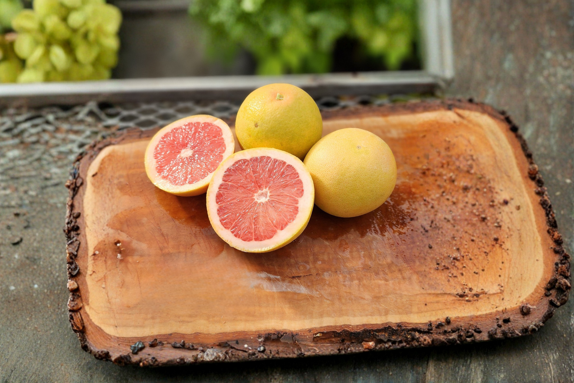 Live Bloomsweet Grapefruit Citrus Tree 1 Gallon, Rare Yellow Fruit, Fragrant Blooms, Evergreen, Citrus Ã— paradisi
