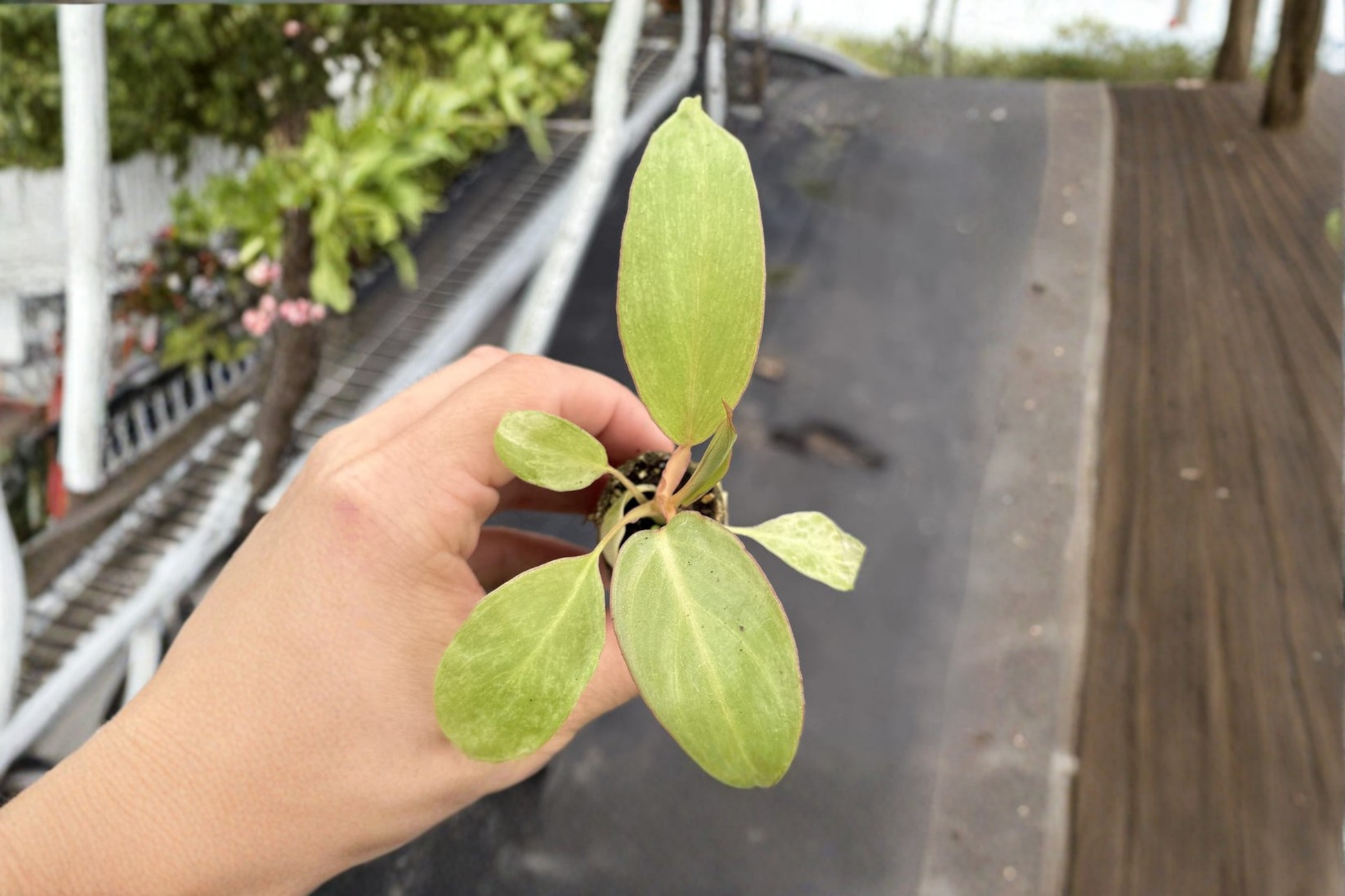 Philodendron Paraiso Verde Live Plant – Rare Variegated Tropical Houseplant in 2-Inch Pot