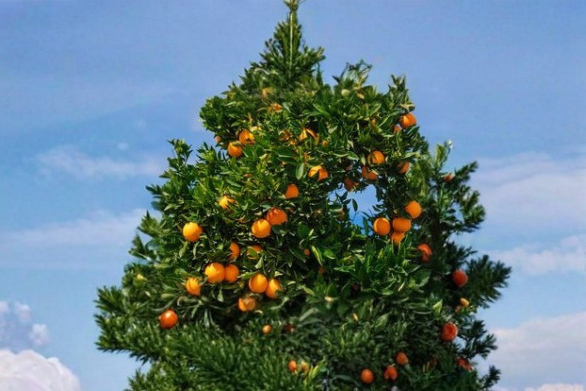 Succari Sweet Egyptian Orange Tree Live Plant 1 Gallon Citrus Fruit Tree for Container Gardens