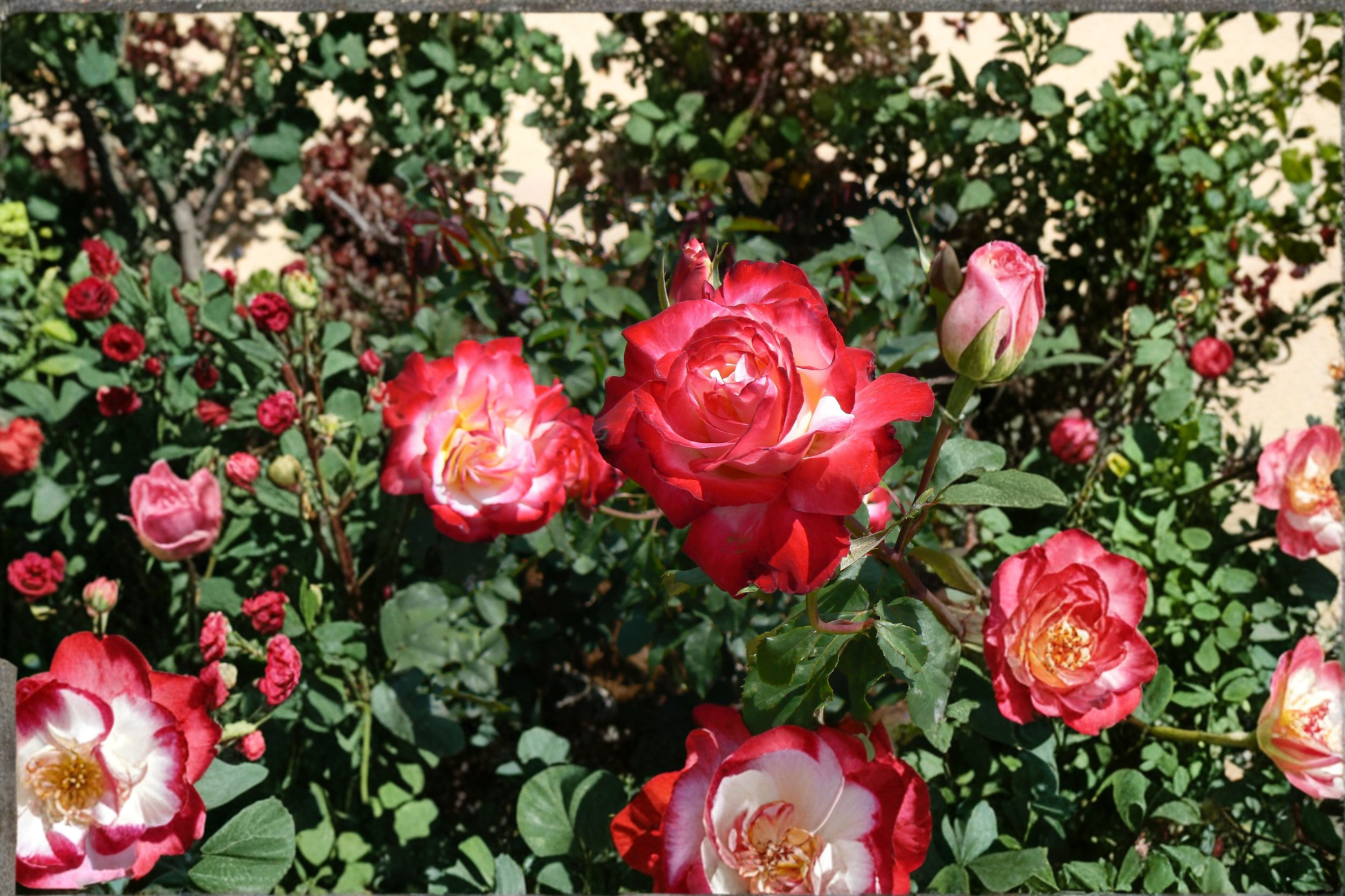 Snowfire Hybrid Tea Rose Plant, 3-Gallon Live Bush, Red & White Blooms, Garden Landscape, Outdoor Flowering Shrub