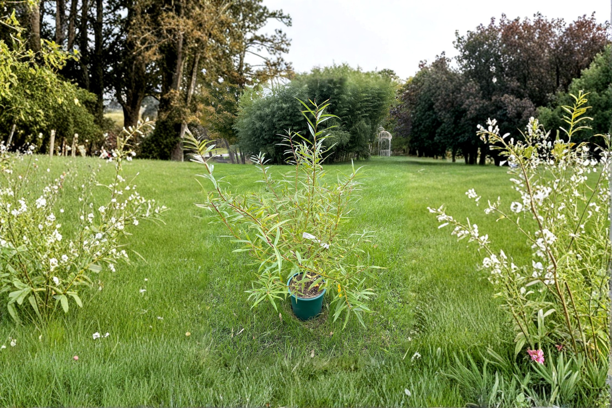 Gold Horizon Deodar Cedar Live Plant 1 Gallon, Evergreen Conifer Tree, Golden Foliage, Cedrus deodara, 18 Inches Tall