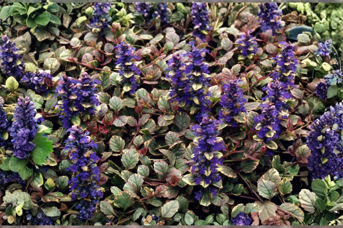 Ajuga 'Burgundy Glow' Live Starter Plant – Variegated Bugleweed in 2.5 x 3.5 Inch Pot