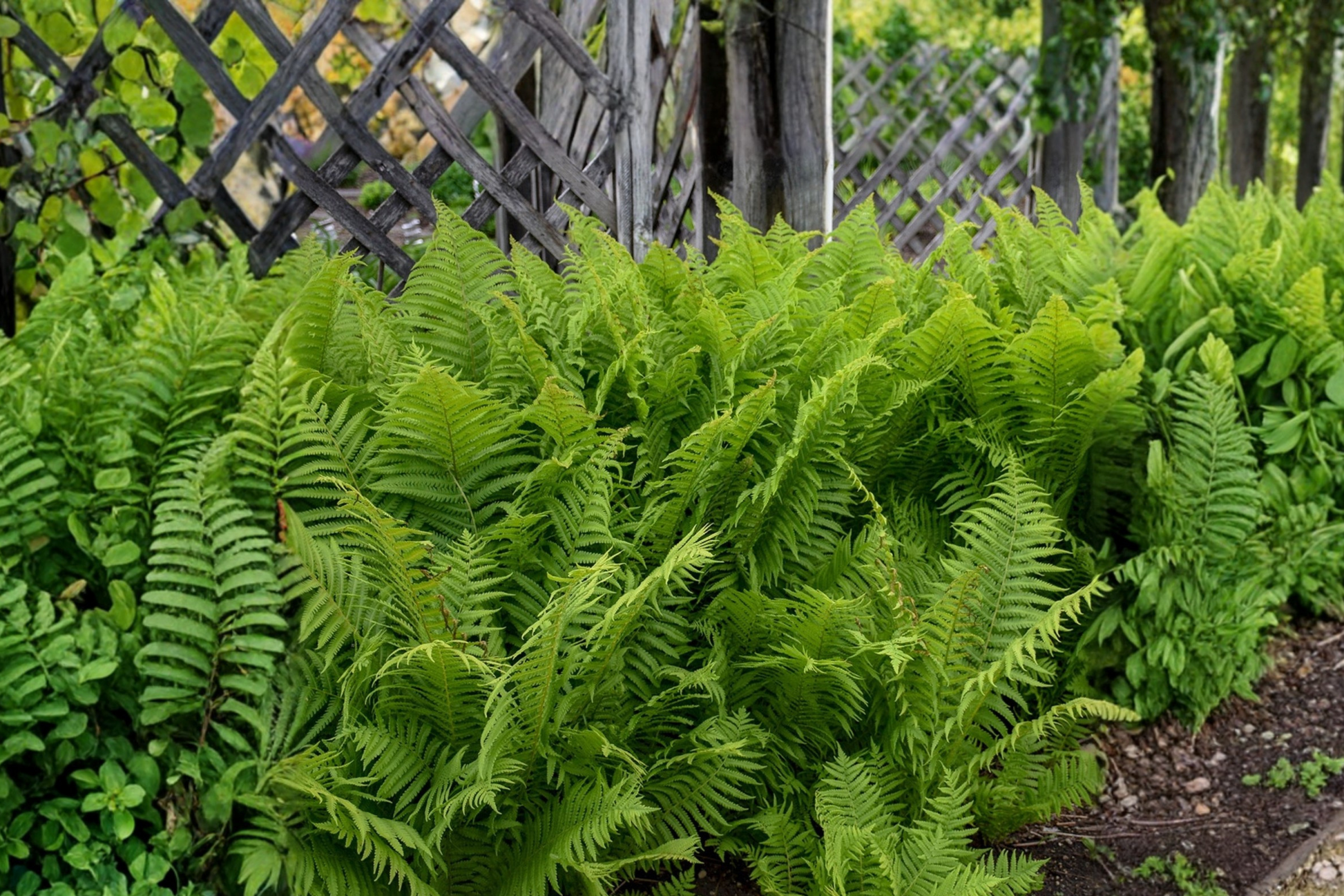 Ostrich Fern Roots - 10 Bare Root Perennials - Matteuccia struthiopteris - Native Woodland Shade Garden Plants